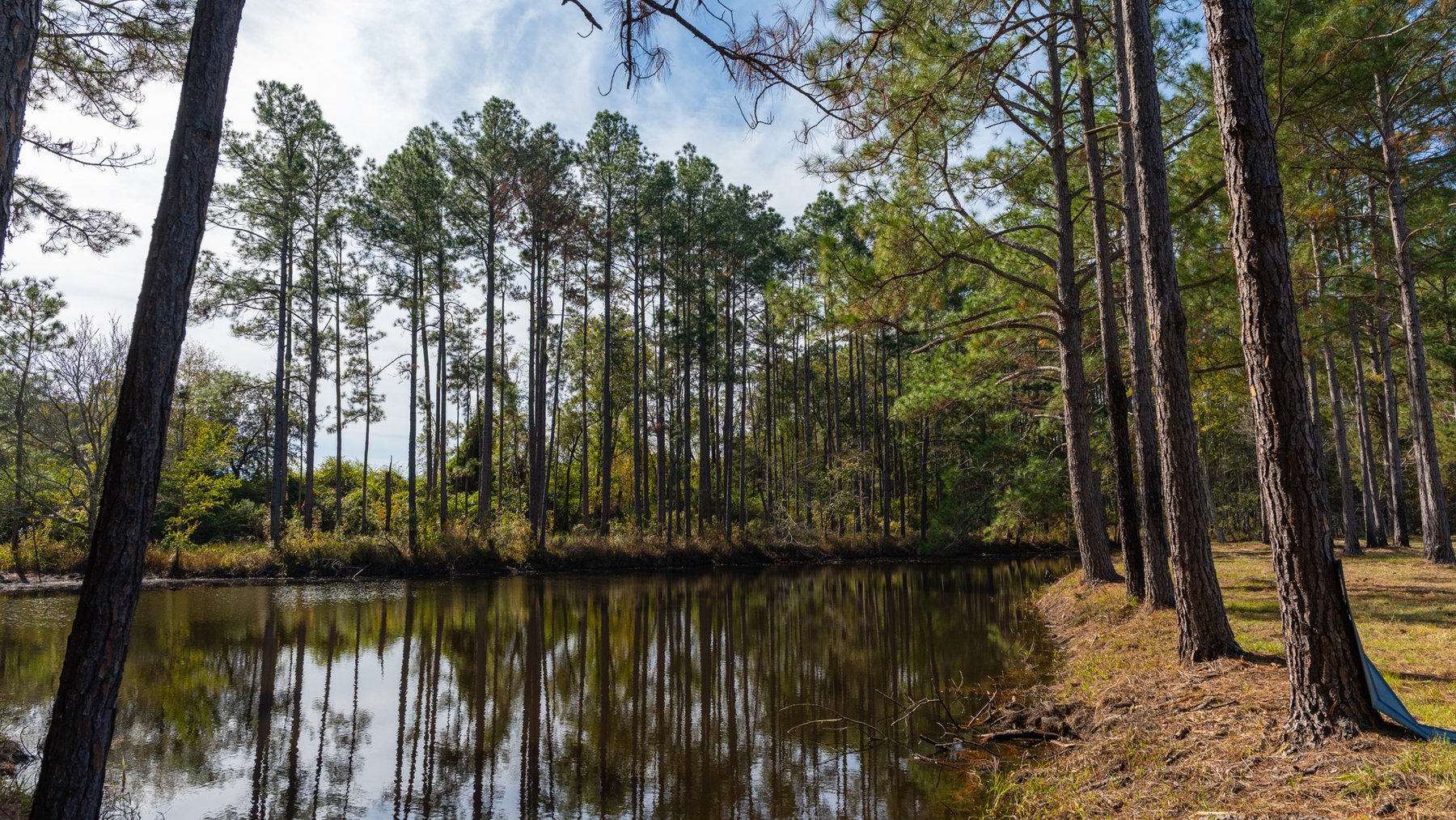Image for 53± Acres - Land Auction - Beautiful Farmland, Timber & Ponds - Outdoor Paradise in Colquitt County, GA