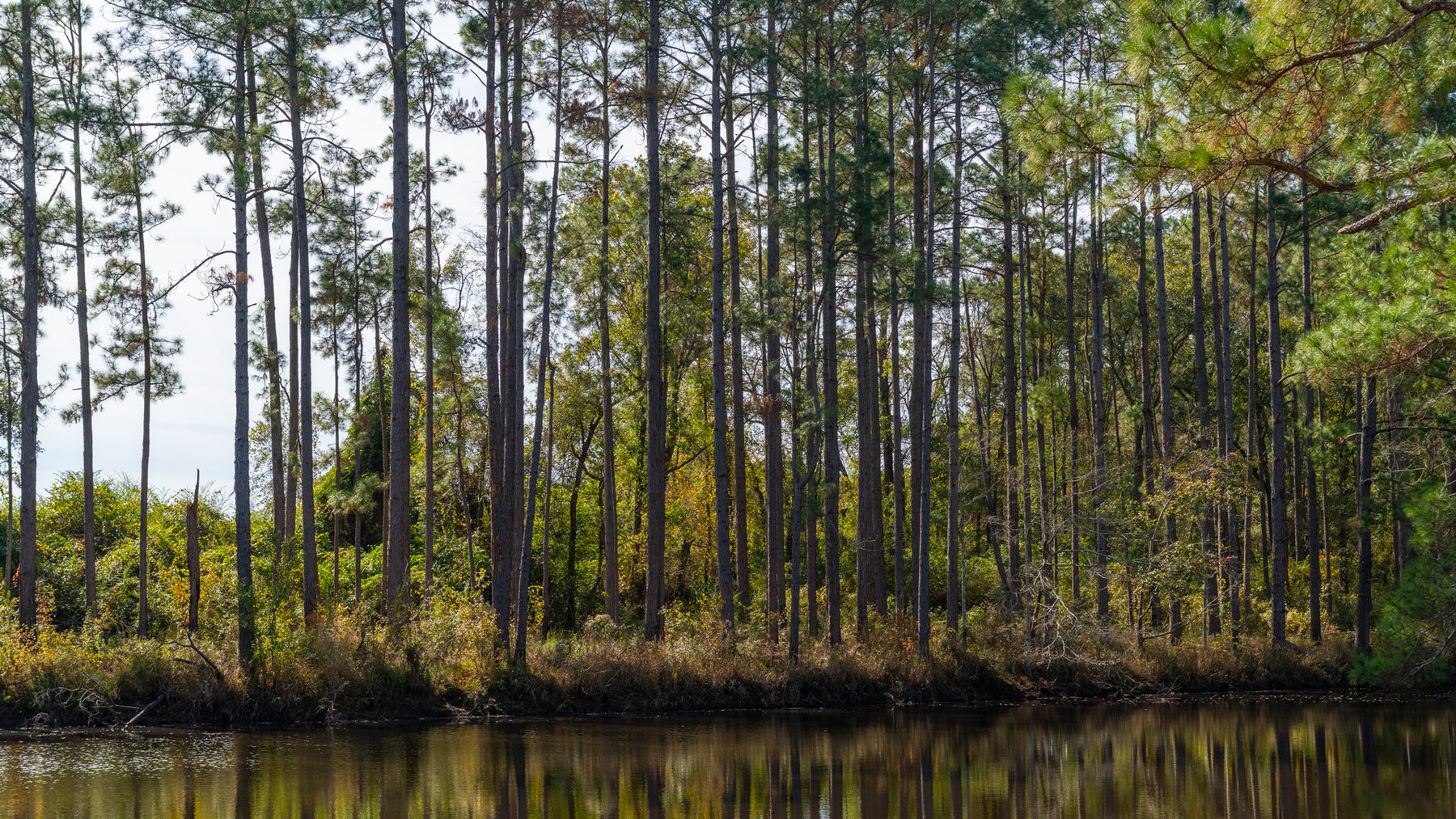 Image for 53± Acres - Land Auction - Beautiful Farmland, Timber & Ponds - Outdoor Paradise in Colquitt County, GA