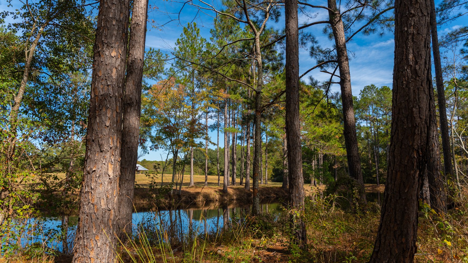 Image for 53± Acres - Land Auction - Beautiful Farmland, Timber & Ponds - Outdoor Paradise in Colquitt County, GA