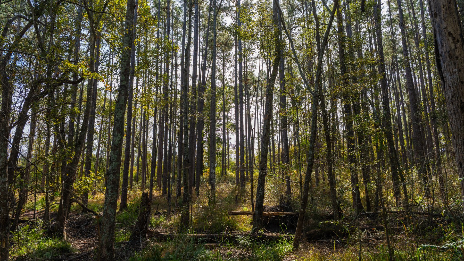 Image for 53± Acres - Land Auction - Beautiful Farmland, Timber & Ponds - Outdoor Paradise in Colquitt County, GA