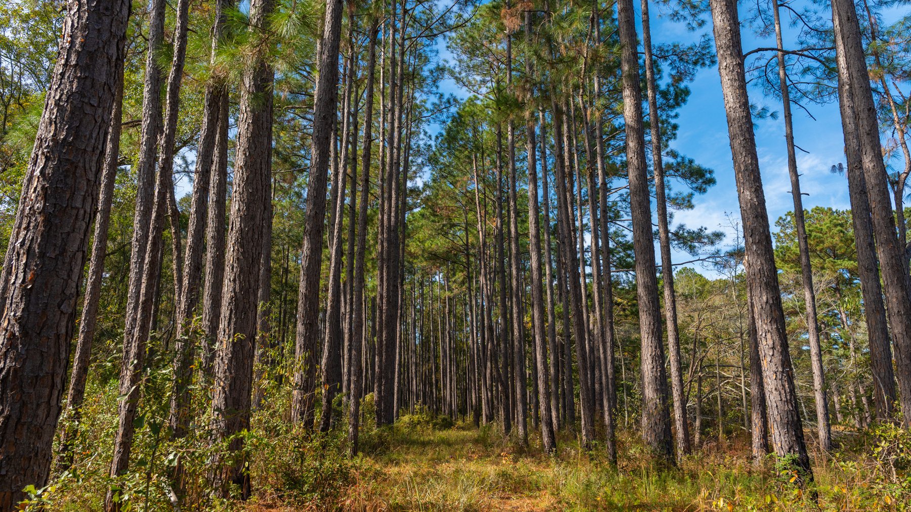 Image for 53± Acres - Land Auction - Beautiful Farmland, Timber & Ponds - Outdoor Paradise in Colquitt County, GA