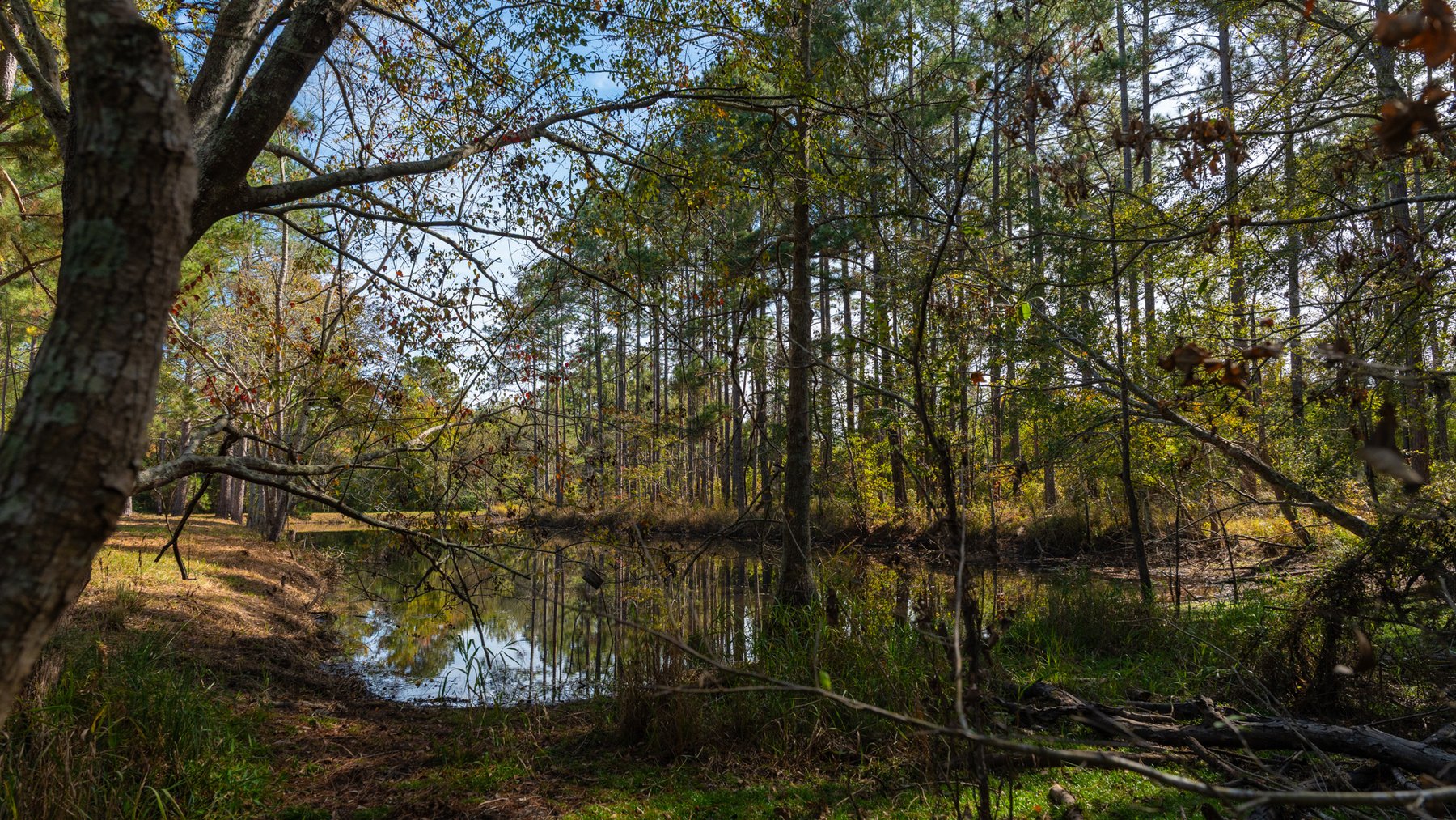 Image for 53± Acres - Land Auction - Beautiful Farmland, Timber & Ponds - Outdoor Paradise in Colquitt County, GA
