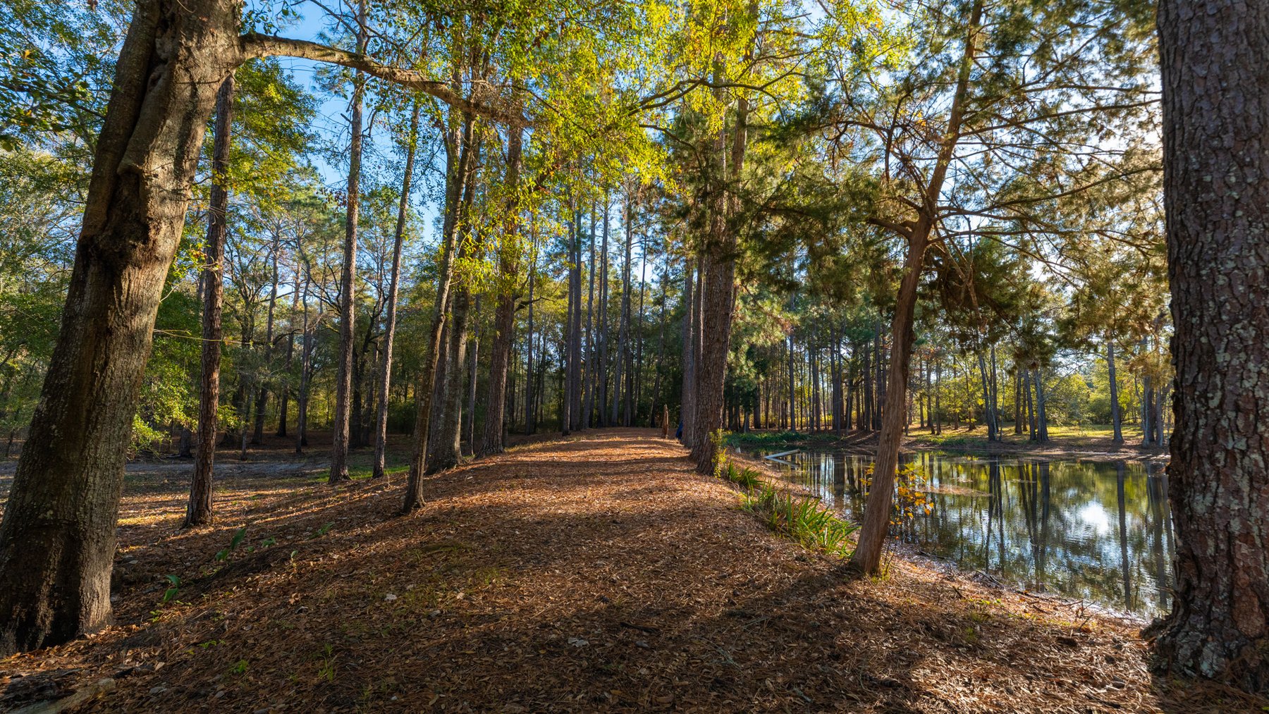 Image for 53± Acres - Land Auction - Beautiful Farmland, Timber & Ponds - Outdoor Paradise in Colquitt County, GA