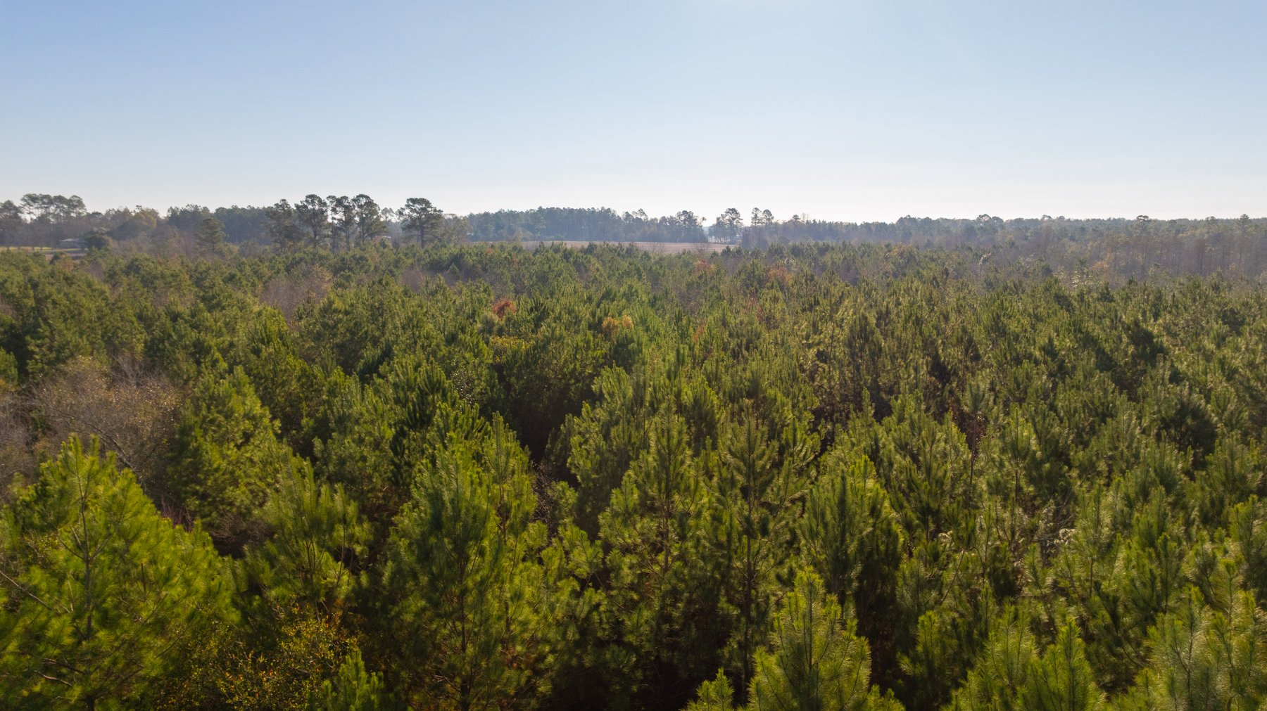 Image for 253+/- Acres - Bear Creek Farm - Sportsman’s Paradise w/ Row Crop Farmland - Premium Hunting & Creek Frontage - Offered Divided & as a whole