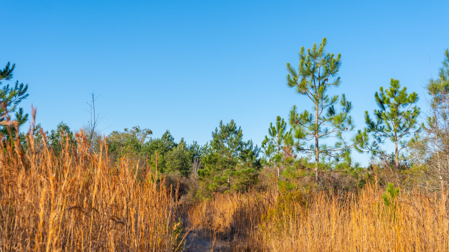 Image for 253+/- Acres - Bear Creek Farm - Sportsman’s Paradise w/ Row Crop Farmland - Premium Hunting & Creek Frontage - Offered Divided & as a whole