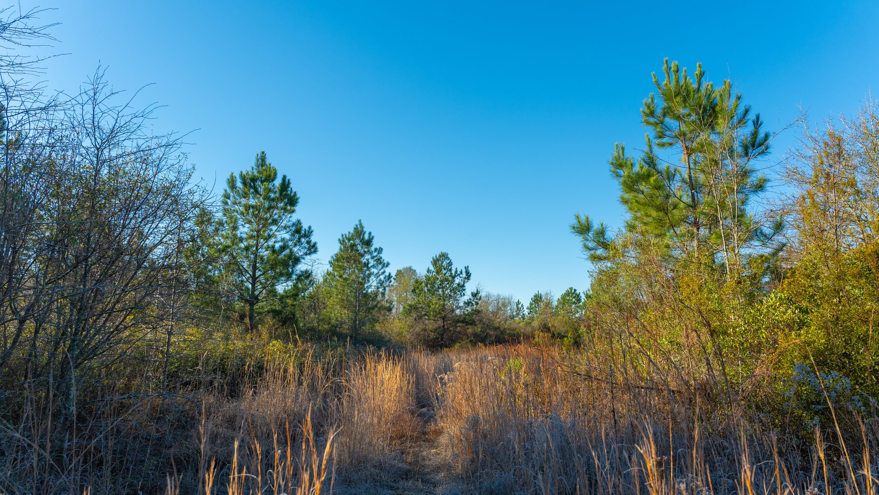 Image for 253+/- Acres - Bear Creek Farm - Sportsman’s Paradise w/ Row Crop Farmland - Premium Hunting & Creek Frontage - Offered Divided & as a whole