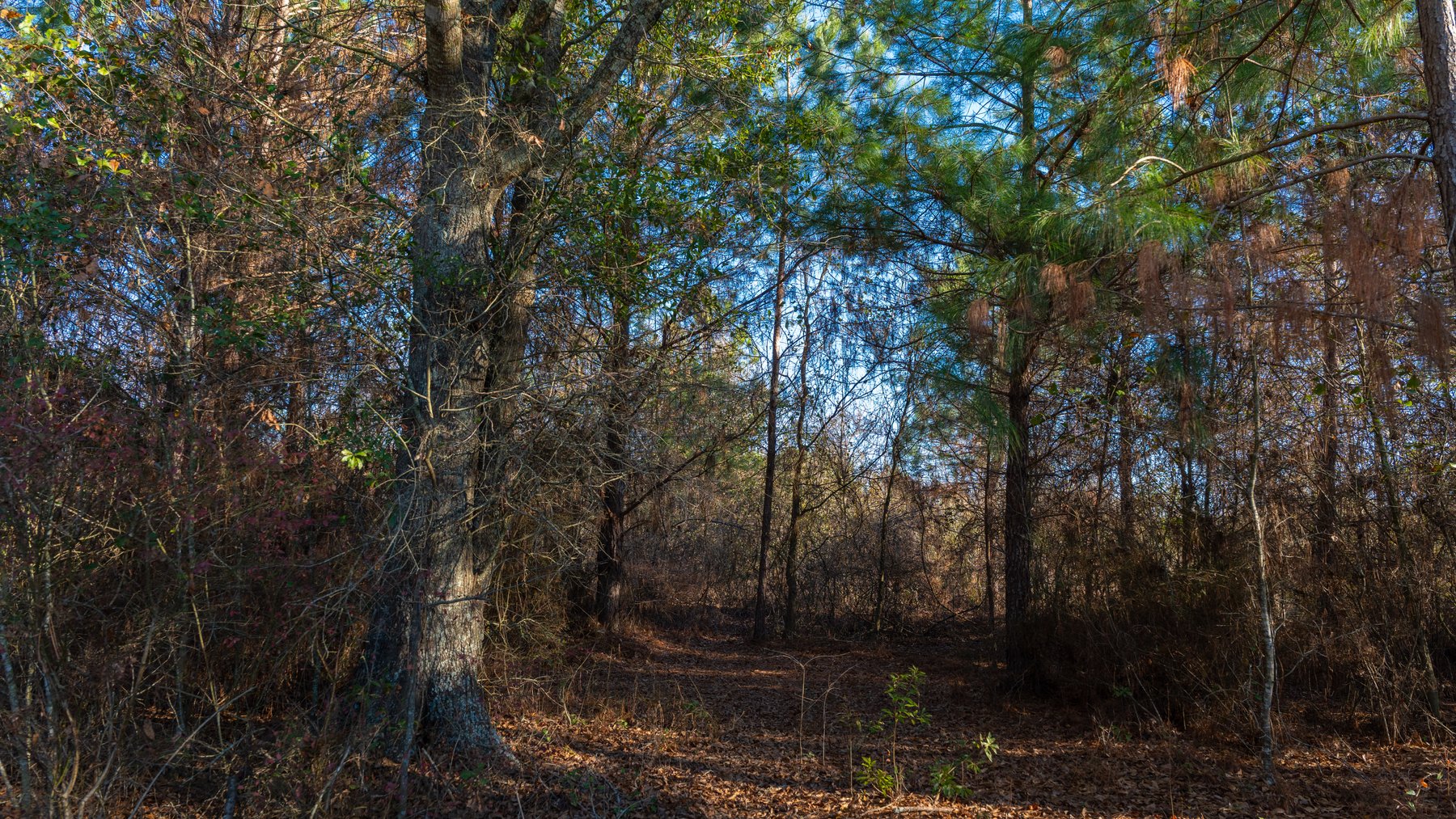 Image for 253+/- Acres - Bear Creek Farm - Sportsman’s Paradise w/ Row Crop Farmland - Premium Hunting & Creek Frontage - Offered Divided & as a whole