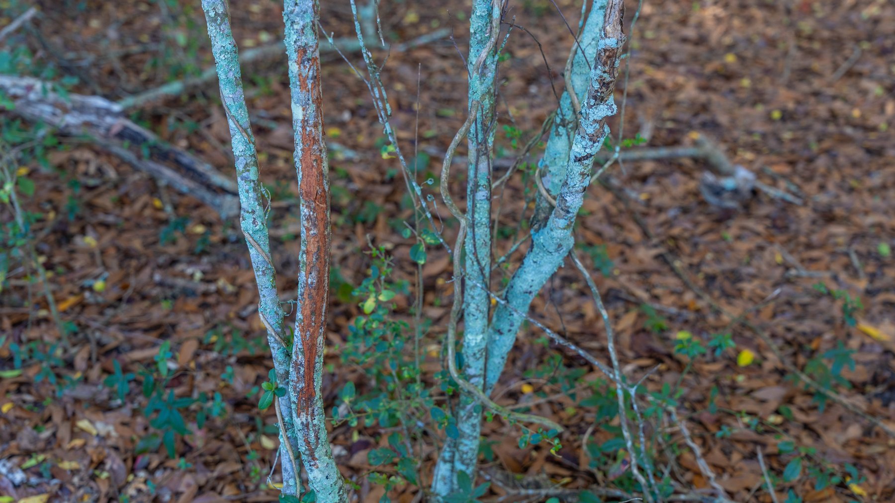 Image for 253+/- Acres - Bear Creek Farm - Sportsman’s Paradise w/ Row Crop Farmland - Premium Hunting & Creek Frontage - Offered Divided & as a whole