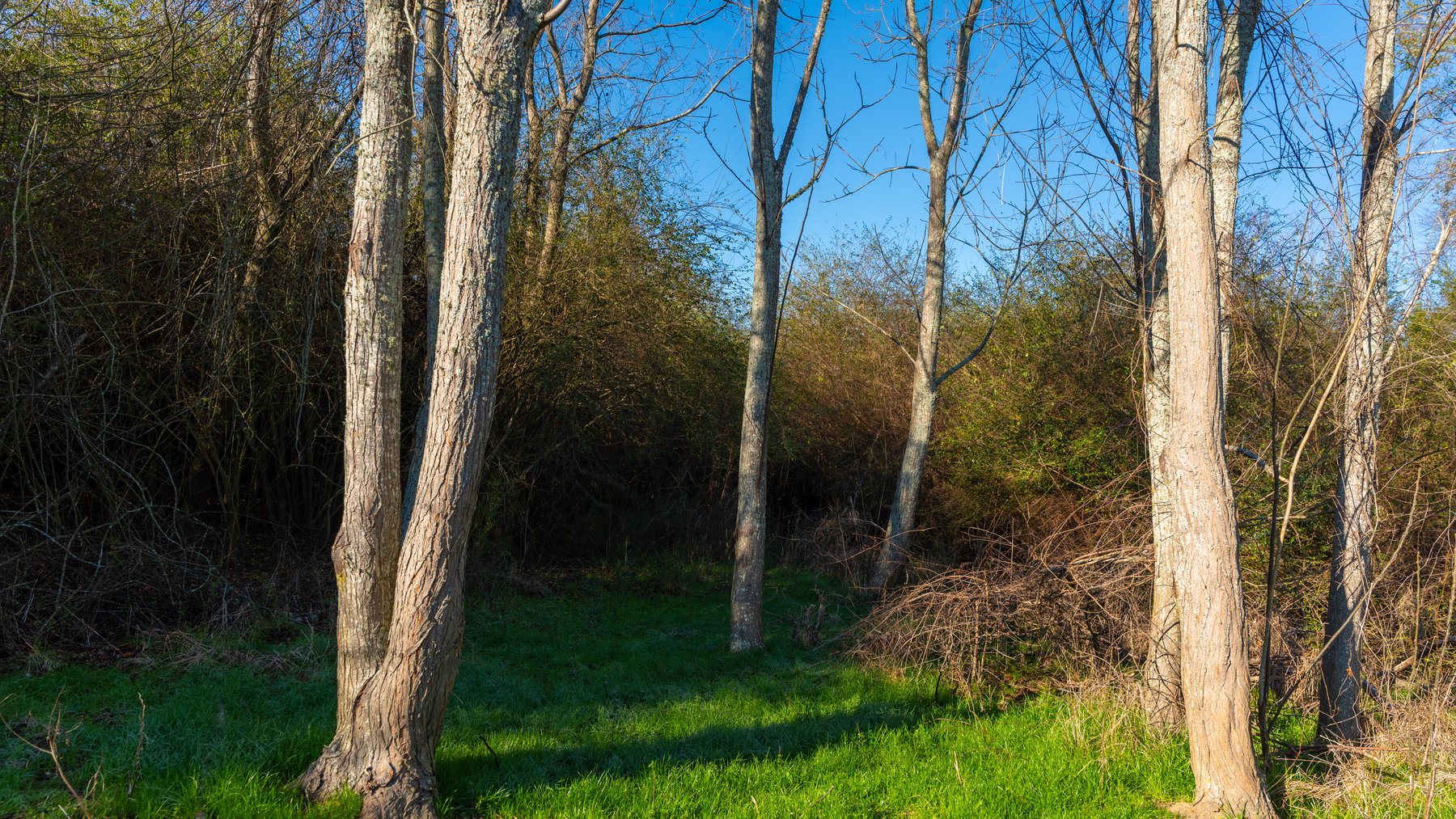 Image for 253+/- Acres - Bear Creek Farm - Sportsman’s Paradise w/ Row Crop Farmland - Premium Hunting & Creek Frontage - Offered Divided & as a whole