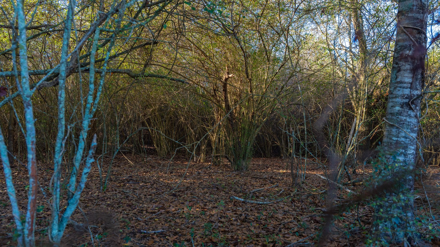 Image for 253+/- Acres - Bear Creek Farm - Sportsman’s Paradise w/ Row Crop Farmland - Premium Hunting & Creek Frontage - Offered Divided & as a whole