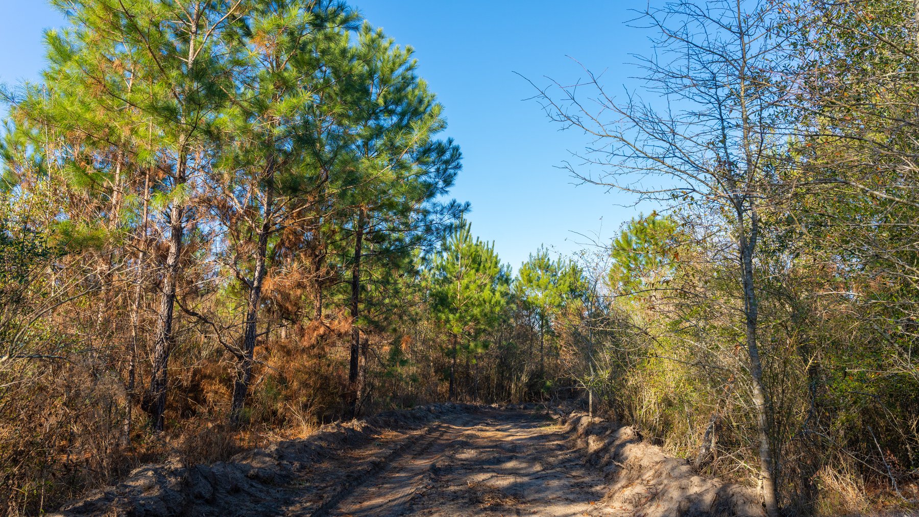 Image for 253+/- Acres - Bear Creek Farm - Sportsman’s Paradise w/ Row Crop Farmland - Premium Hunting & Creek Frontage - Offered Divided & as a whole