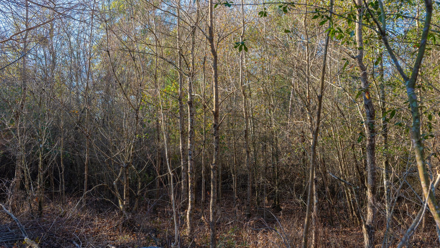 Image for 253+/- Acres - Bear Creek Farm - Sportsman’s Paradise w/ Row Crop Farmland - Premium Hunting & Creek Frontage - Offered Divided & as a whole