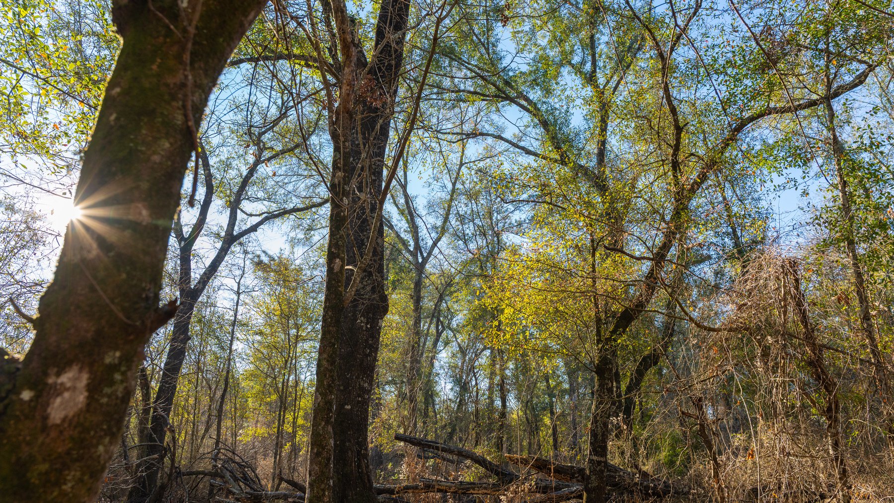 Image for 253+/- Acres - Bear Creek Farm - Sportsman’s Paradise w/ Row Crop Farmland - Premium Hunting & Creek Frontage - Offered Divided & as a whole