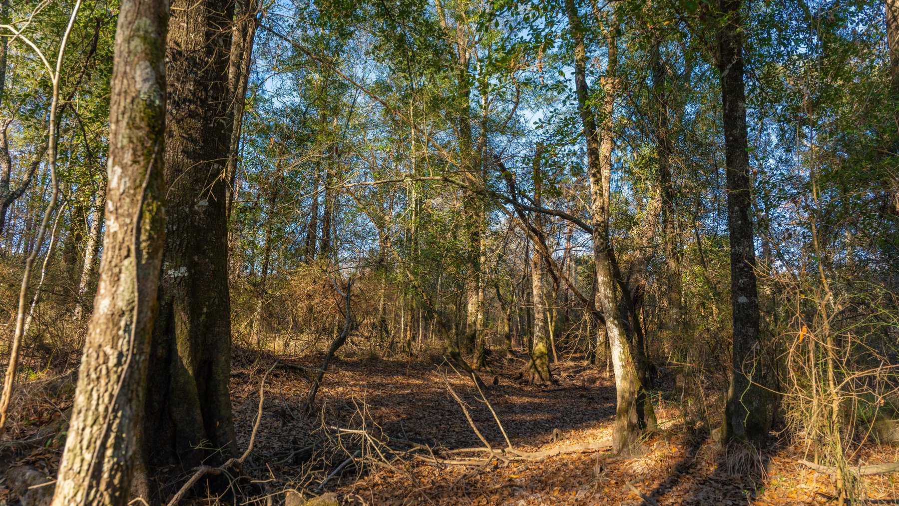 Image for 253+/- Acres - Bear Creek Farm - Sportsman’s Paradise w/ Row Crop Farmland - Premium Hunting & Creek Frontage - Offered Divided & as a whole