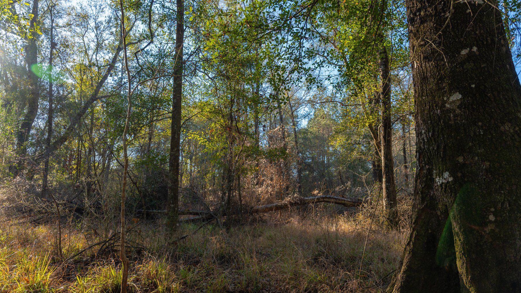 Image for 253+/- Acres - Bear Creek Farm - Sportsman’s Paradise w/ Row Crop Farmland - Premium Hunting & Creek Frontage - Offered Divided & as a whole