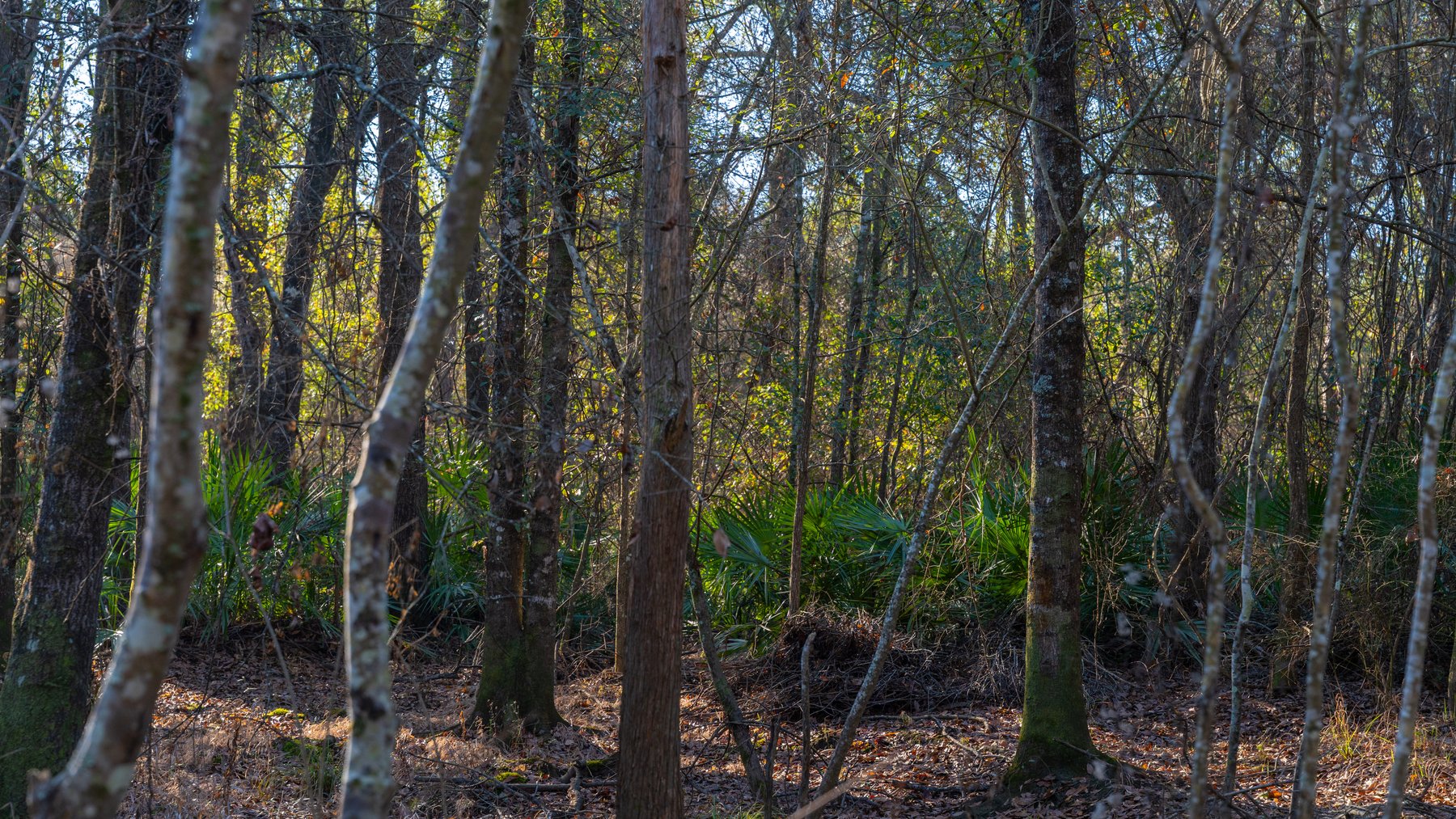 Image for 253+/- Acres - Bear Creek Farm - Sportsman’s Paradise w/ Row Crop Farmland - Premium Hunting & Creek Frontage - Offered Divided & as a whole