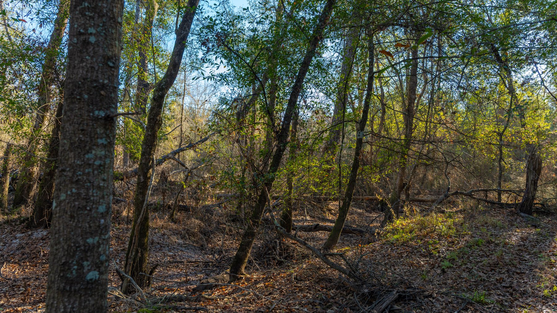 Image for 253+/- Acres - Bear Creek Farm - Sportsman’s Paradise w/ Row Crop Farmland - Premium Hunting & Creek Frontage - Offered Divided & as a whole