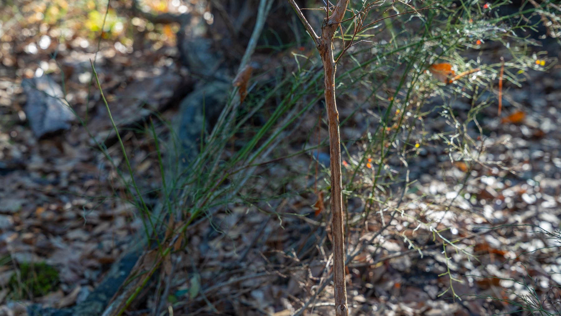 Image for 253+/- Acres - Bear Creek Farm - Sportsman’s Paradise w/ Row Crop Farmland - Premium Hunting & Creek Frontage - Offered Divided & as a whole