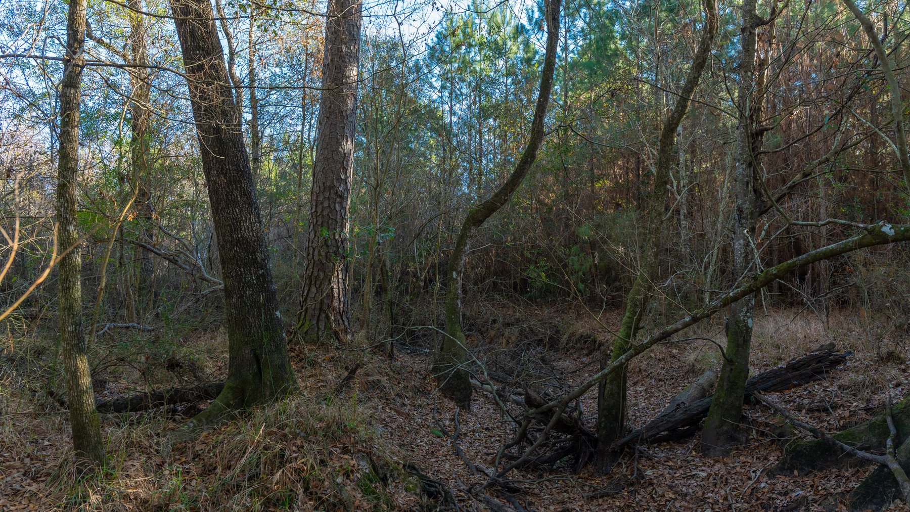 Image for 253+/- Acres - Bear Creek Farm - Sportsman’s Paradise w/ Row Crop Farmland - Premium Hunting & Creek Frontage - Offered Divided & as a whole