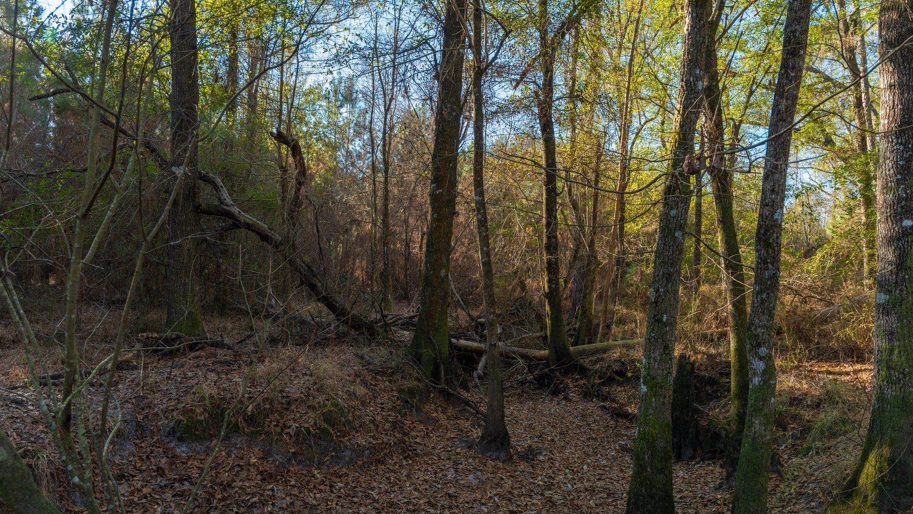 Image for 253+/- Acres - Bear Creek Farm - Sportsman’s Paradise w/ Row Crop Farmland - Premium Hunting & Creek Frontage - Offered Divided & as a whole