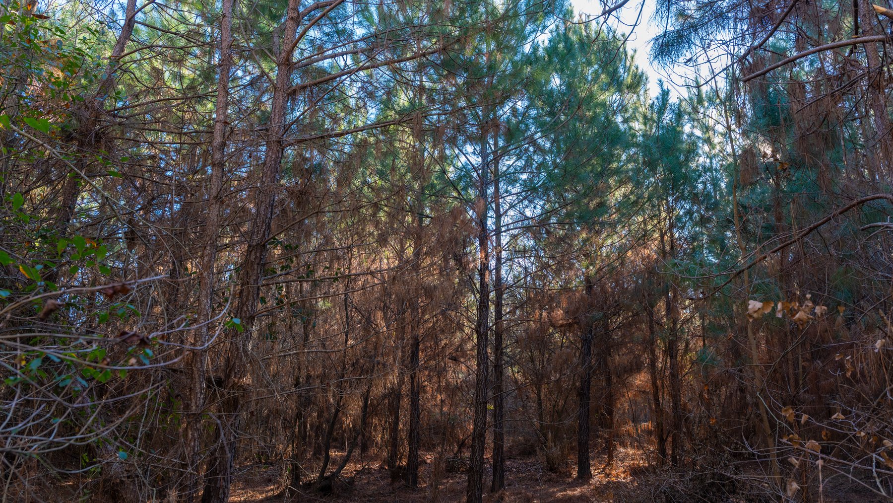 Image for 253+/- Acres - Bear Creek Farm - Sportsman’s Paradise w/ Row Crop Farmland - Premium Hunting & Creek Frontage - Offered Divided & as a whole