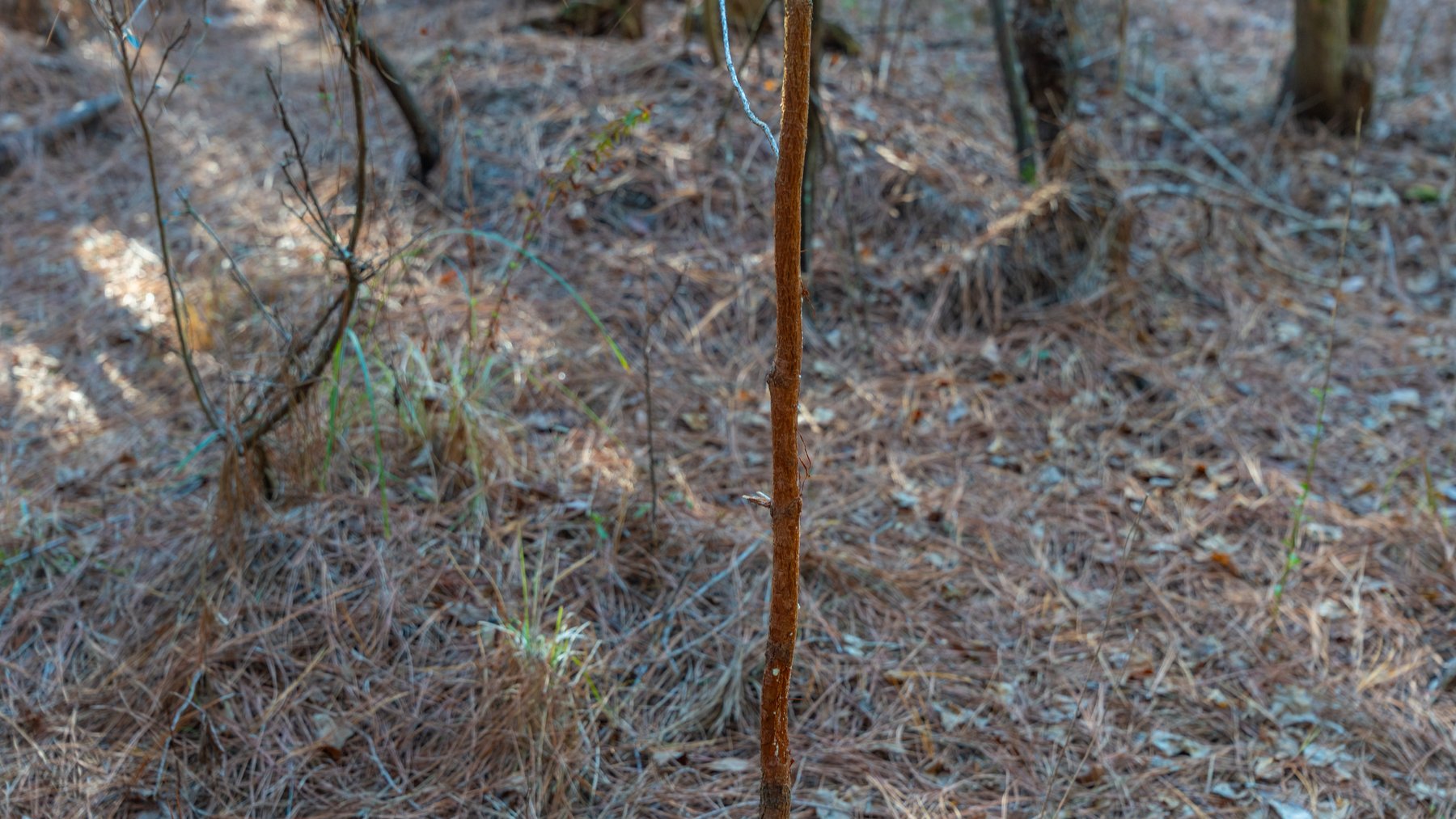 Image for 253+/- Acres - Bear Creek Farm - Sportsman’s Paradise w/ Row Crop Farmland - Premium Hunting & Creek Frontage - Offered Divided & as a whole