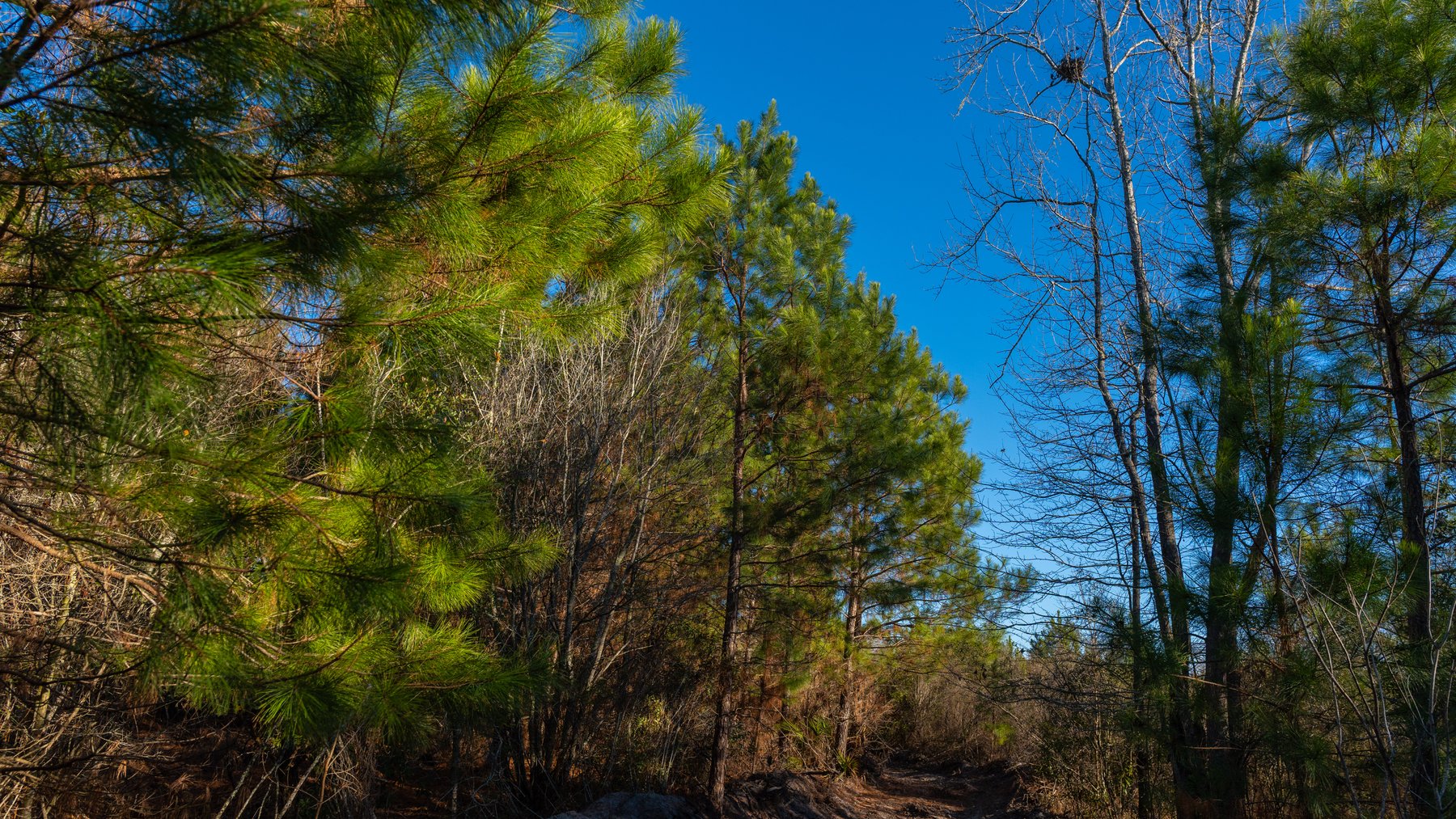 Image for 253+/- Acres - Bear Creek Farm - Sportsman’s Paradise w/ Row Crop Farmland - Premium Hunting & Creek Frontage - Offered Divided & as a whole