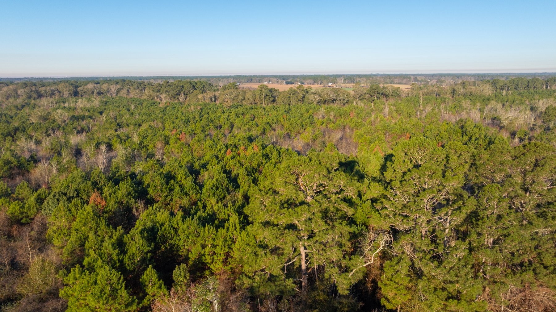Image for 253+/- Acres - Bear Creek Farm - Sportsman’s Paradise w/ Row Crop Farmland - Premium Hunting & Creek Frontage - Offered Divided & as a whole