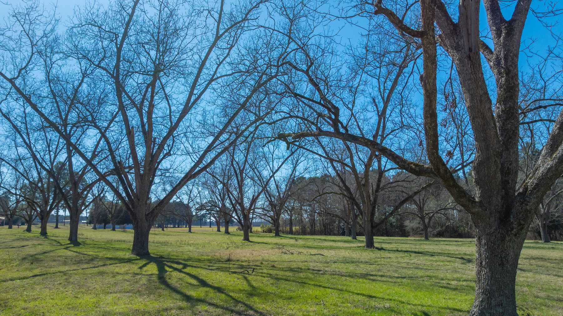 Image for 23.9± Acres - Beautiful Brick Home - Income-Producing Pecan Orchard - Development Potential in Vienna, GA