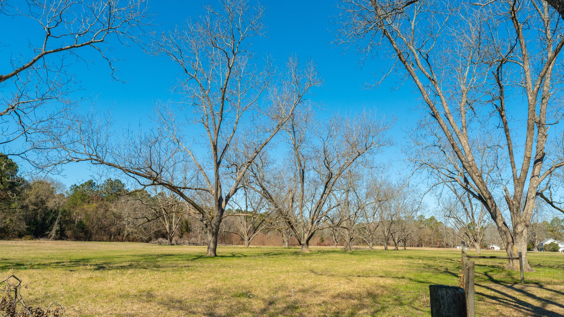 Image for 23.9± Acres - Beautiful Brick Home - Income-Producing Pecan Orchard - Development Potential in Vienna, GA