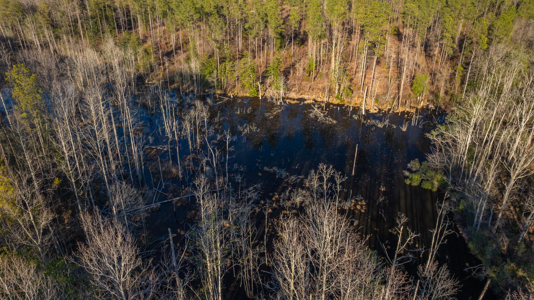 Image for King Tract - 775± Total Acres - Premium Plantation Tract - Large Timber Investment - Choctahatchee Creek Frontage - Offered Divided & As A Whole