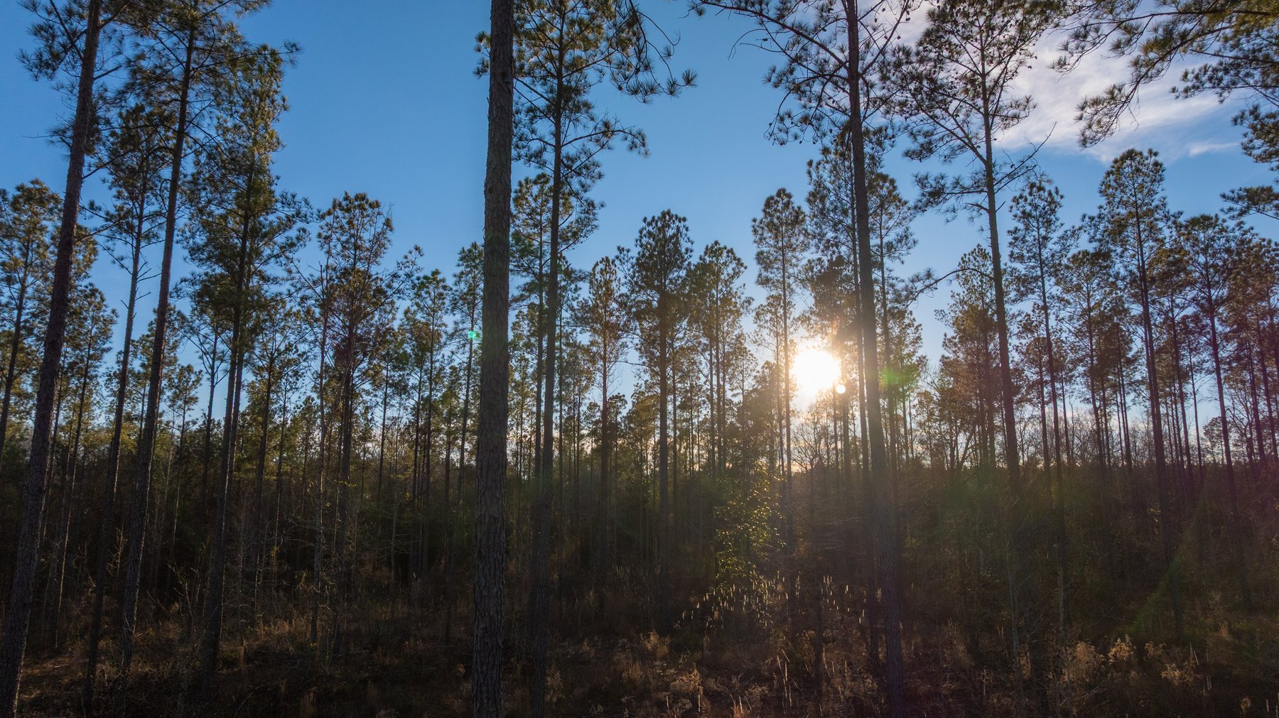 Image for King Tract - 775± Total Acres - Premium Plantation Tract - Large Timber Investment - Choctahatchee Creek Frontage - Offered Divided & As A Whole