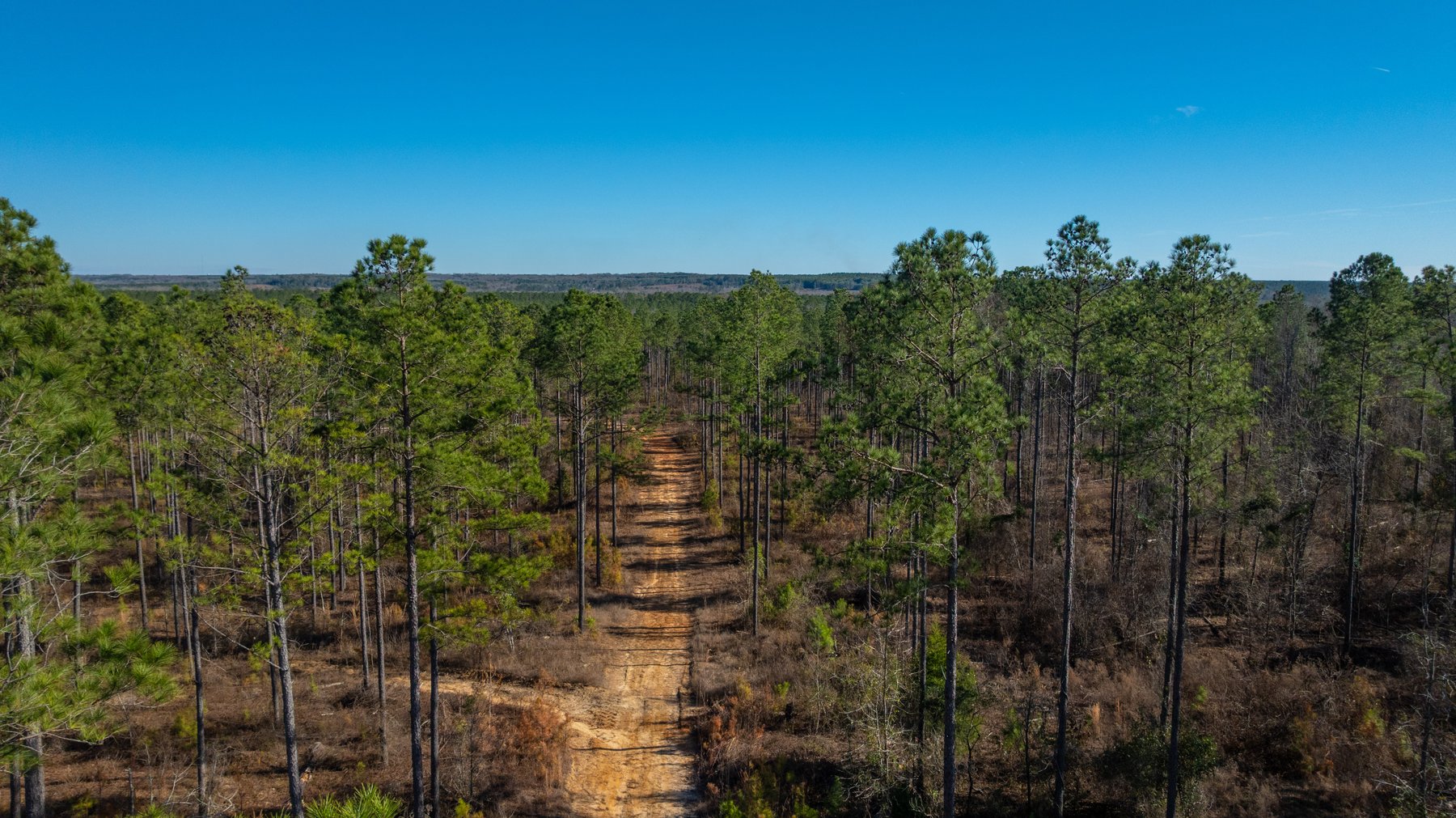 Image for King Tract - 775± Total Acres - Premium Plantation Tract - Large Timber Investment - Choctahatchee Creek Frontage - Offered Divided & As A Whole