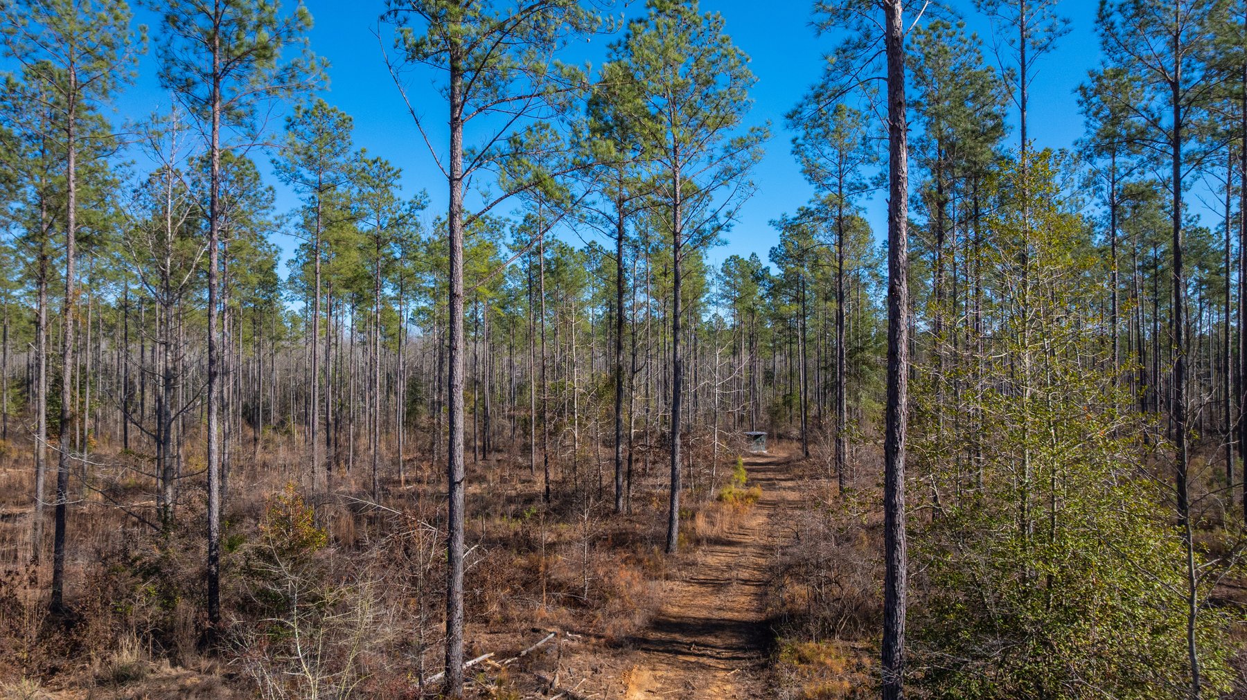 Image for King Tract - 775± Total Acres - Premium Plantation Tract - Large Timber Investment - Choctahatchee Creek Frontage - Offered Divided & As A Whole