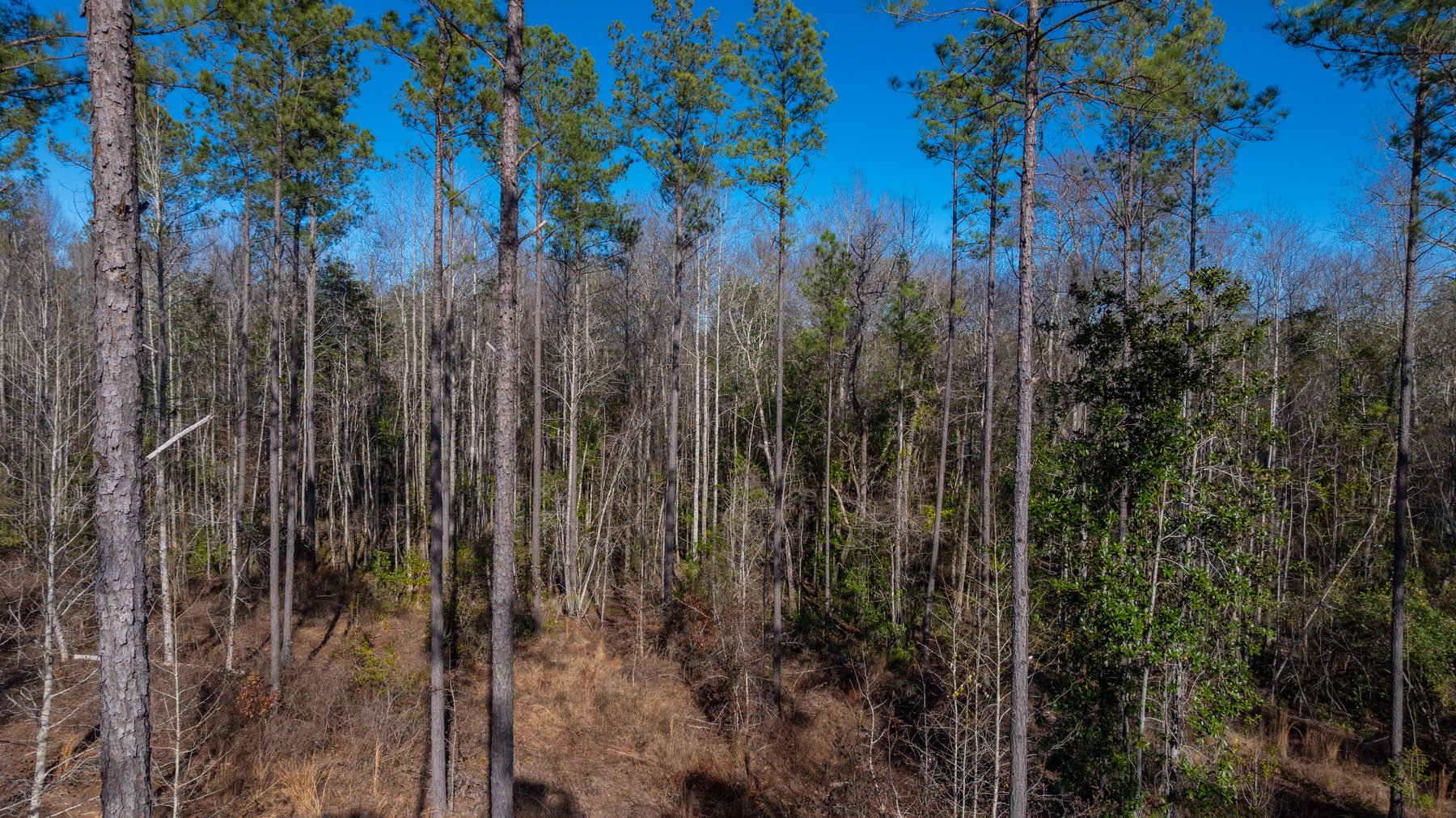 Image for King Tract - 775± Total Acres - Premium Plantation Tract - Large Timber Investment - Choctahatchee Creek Frontage - Offered Divided & As A Whole