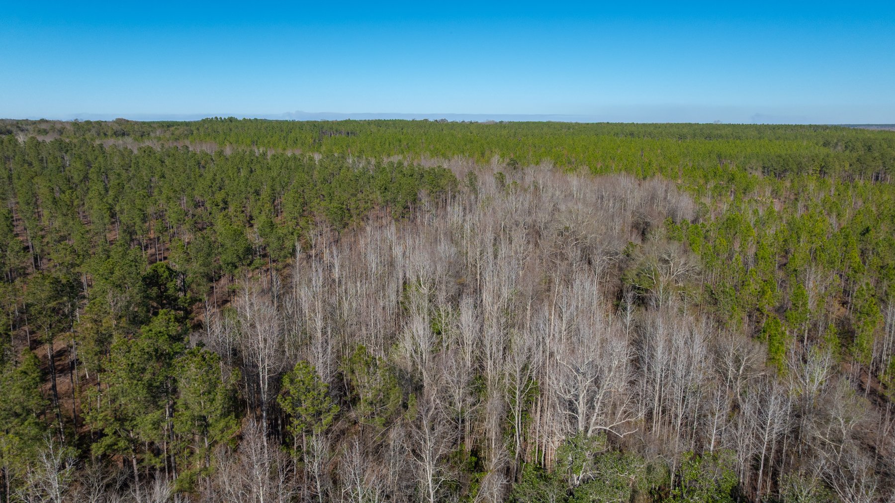 Image for King Tract - 775± Total Acres - Premium Plantation Tract - Large Timber Investment - Choctahatchee Creek Frontage - Offered Divided & As A Whole