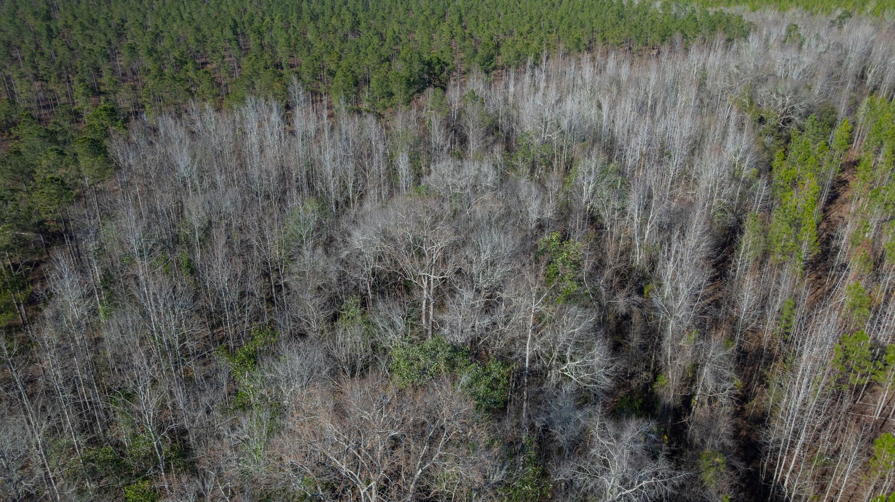 Image for King Tract - 775± Total Acres - Premium Plantation Tract - Large Timber Investment - Choctahatchee Creek Frontage - Offered Divided & As A Whole