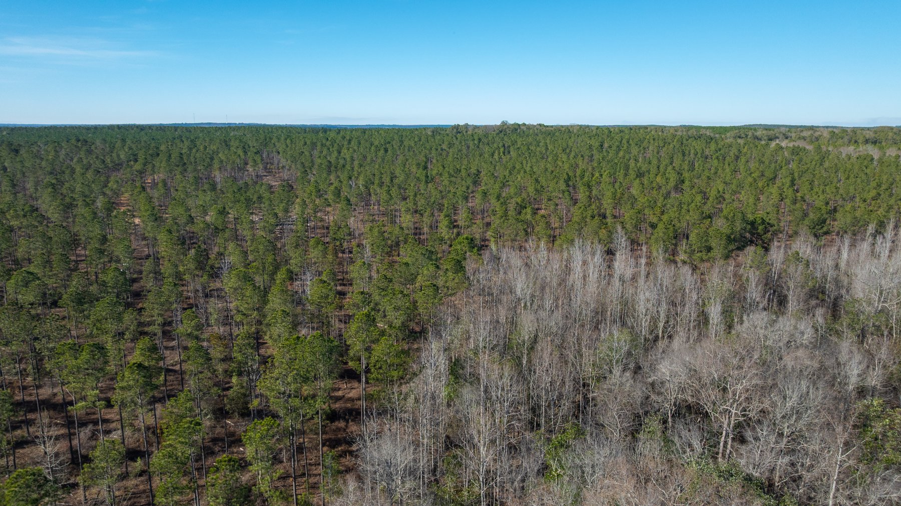 Image for King Tract - 775± Total Acres - Premium Plantation Tract - Large Timber Investment - Choctahatchee Creek Frontage - Offered Divided & As A Whole