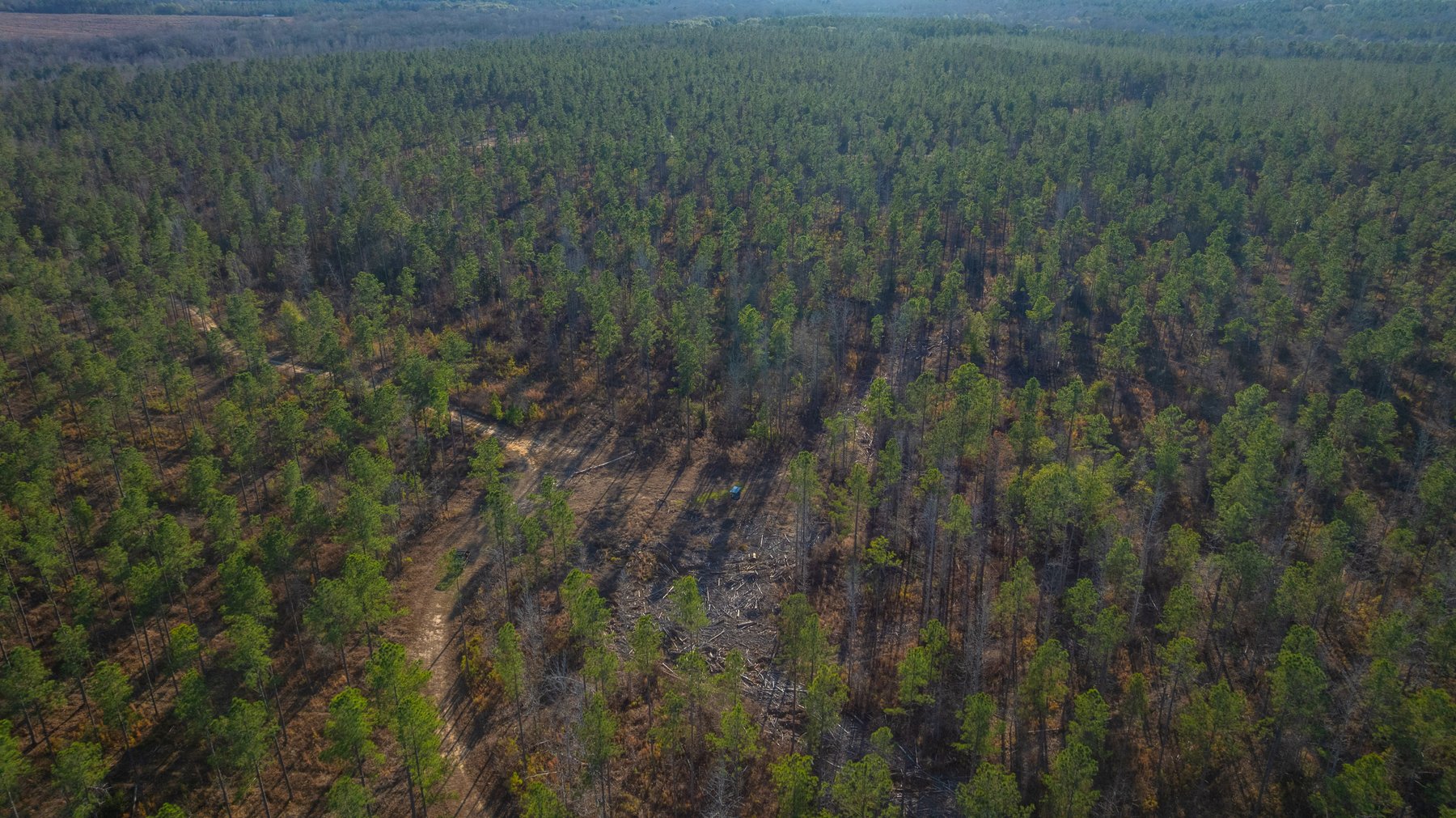 Image for King Tract - 775± Total Acres - Premium Plantation Tract - Large Timber Investment - Choctahatchee Creek Frontage - Offered Divided & As A Whole