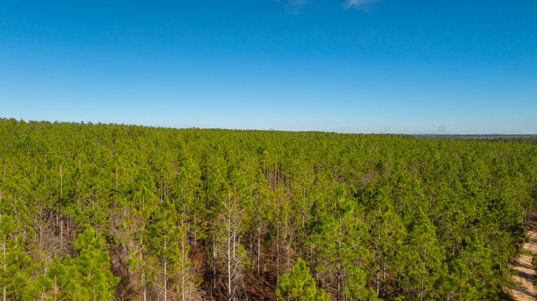 Image for King Tract - 775± Total Acres - Premium Plantation Tract - Large Timber Investment - Choctahatchee Creek Frontage - Offered Divided & As A Whole