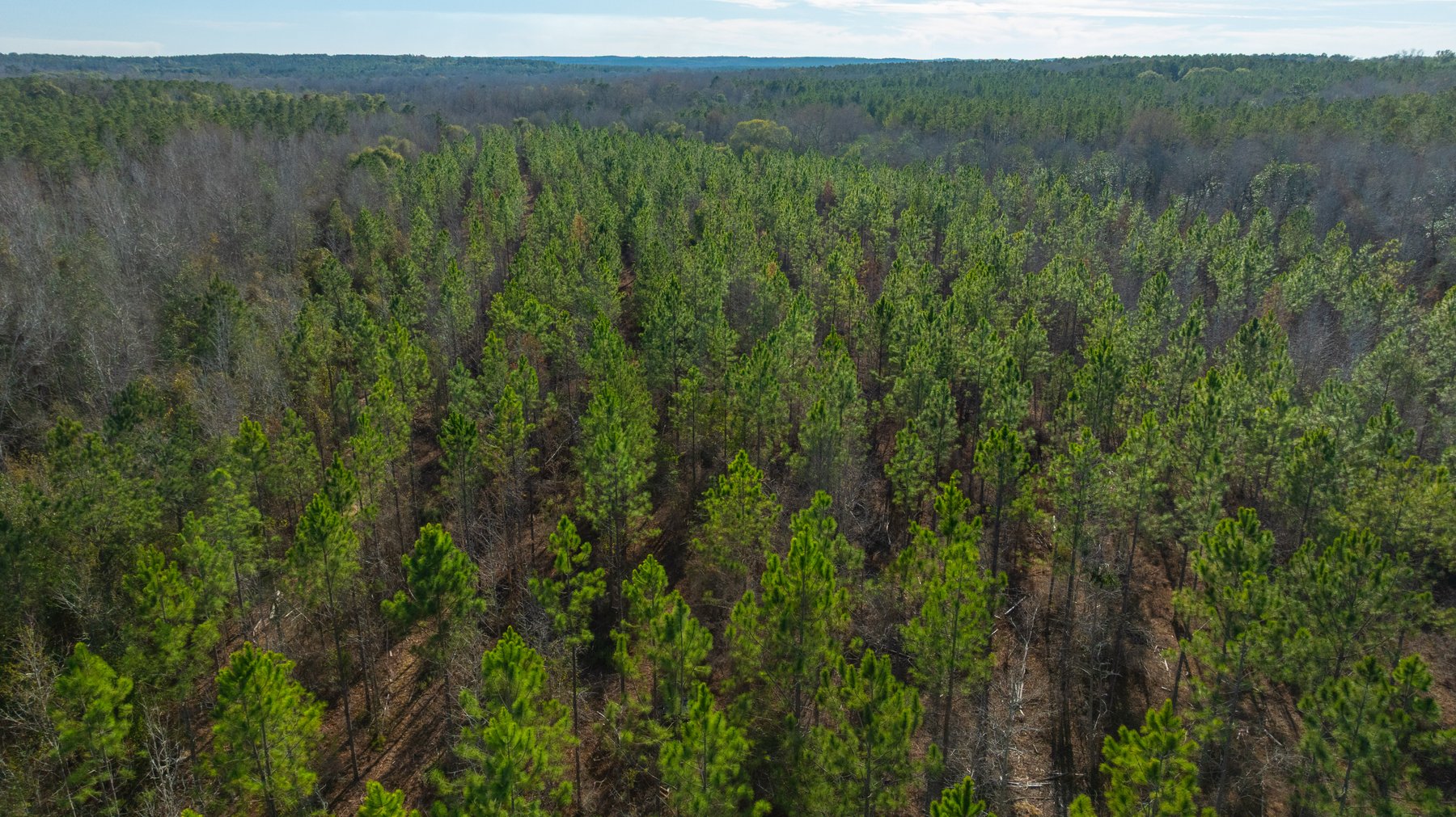 Image for King Tract - 775± Total Acres - Premium Plantation Tract - Large Timber Investment - Choctahatchee Creek Frontage - Offered Divided & As A Whole