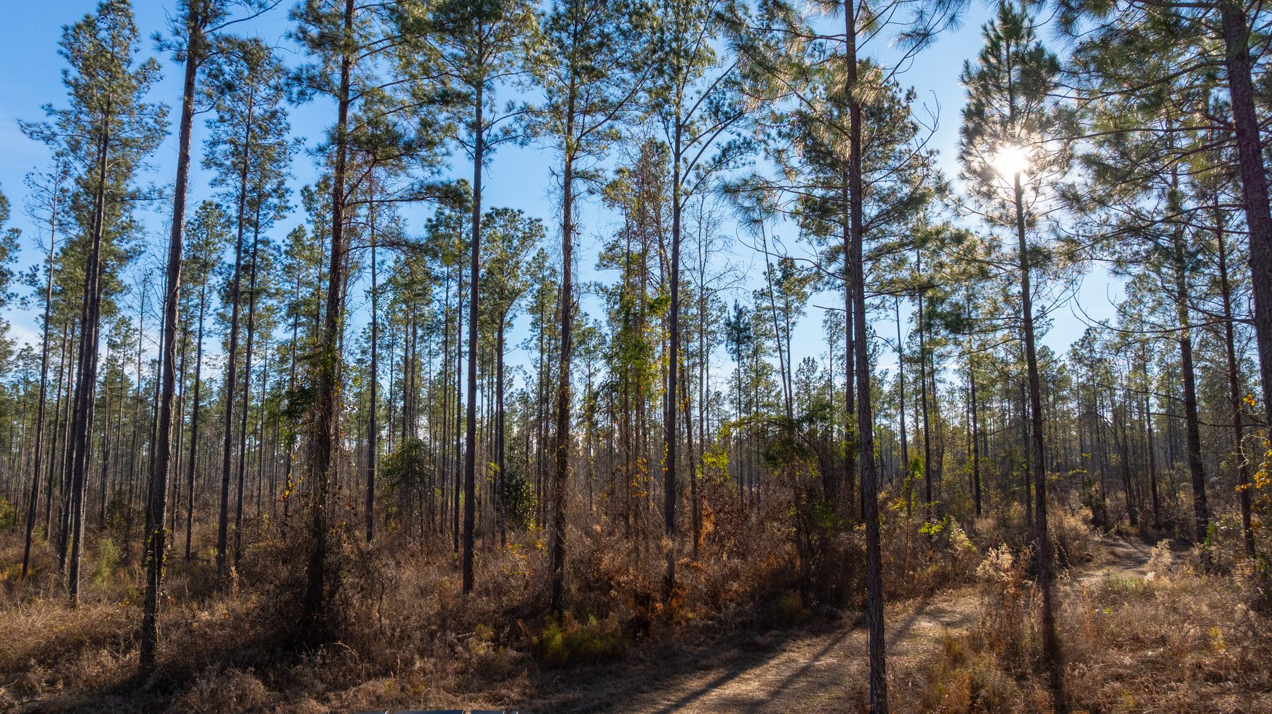 Image for King Tract - 775± Total Acres - Premium Plantation Tract - Large Timber Investment - Choctahatchee Creek Frontage - Offered Divided & As A Whole