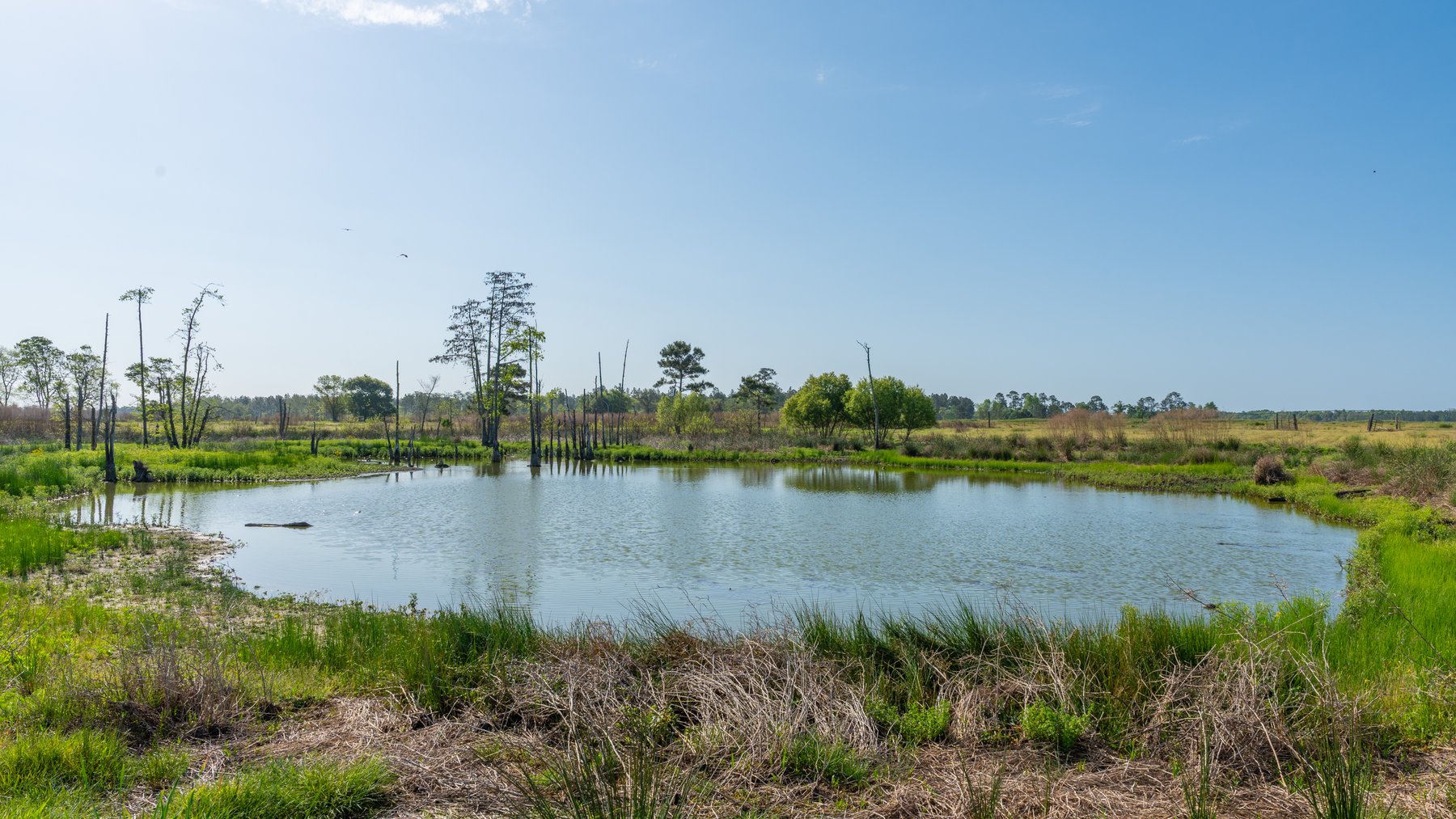 Image for Pasture Tract - Tison Estate - 109± Total Acres - Premium Row Crop Farmland - Fenced Pasture & Catch Pin - Excellent Worth County Location