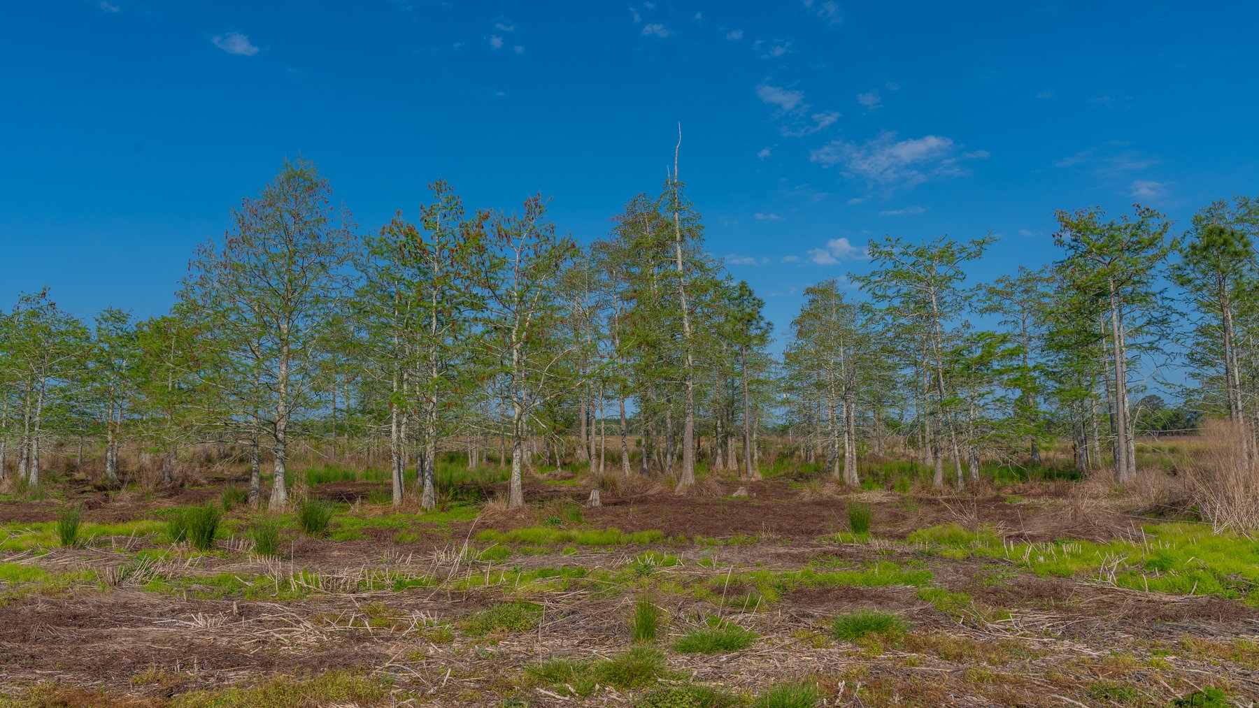 Image for Pasture Tract - Tison Estate - 109± Total Acres - Premium Row Crop Farmland - Fenced Pasture & Catch Pin - Excellent Worth County Location