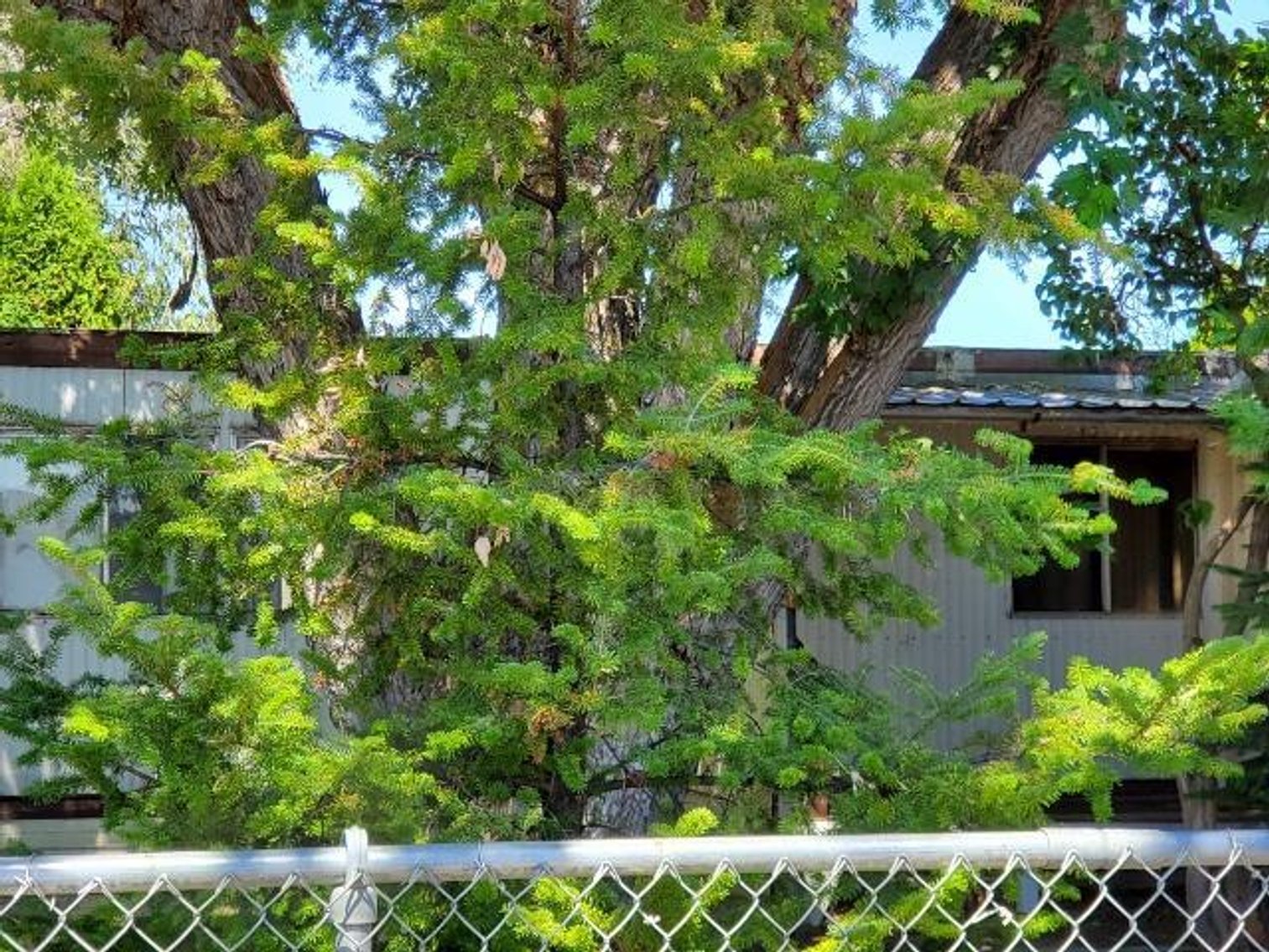 Image for #131: 502 - 504 Maple St, Tieton, WA 98947