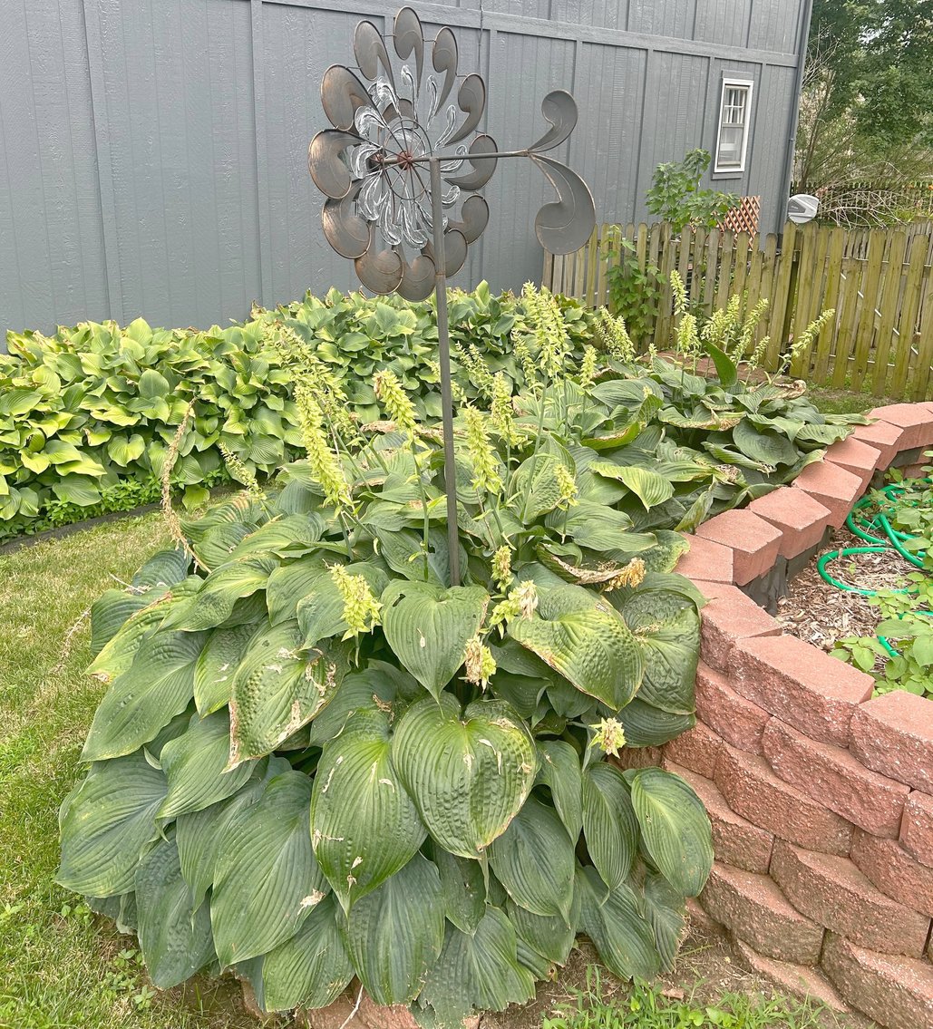 Image for EMERGENCY LAST MINUTE ANTIQUE DEALER'S LIVING ESTATE AUCTION