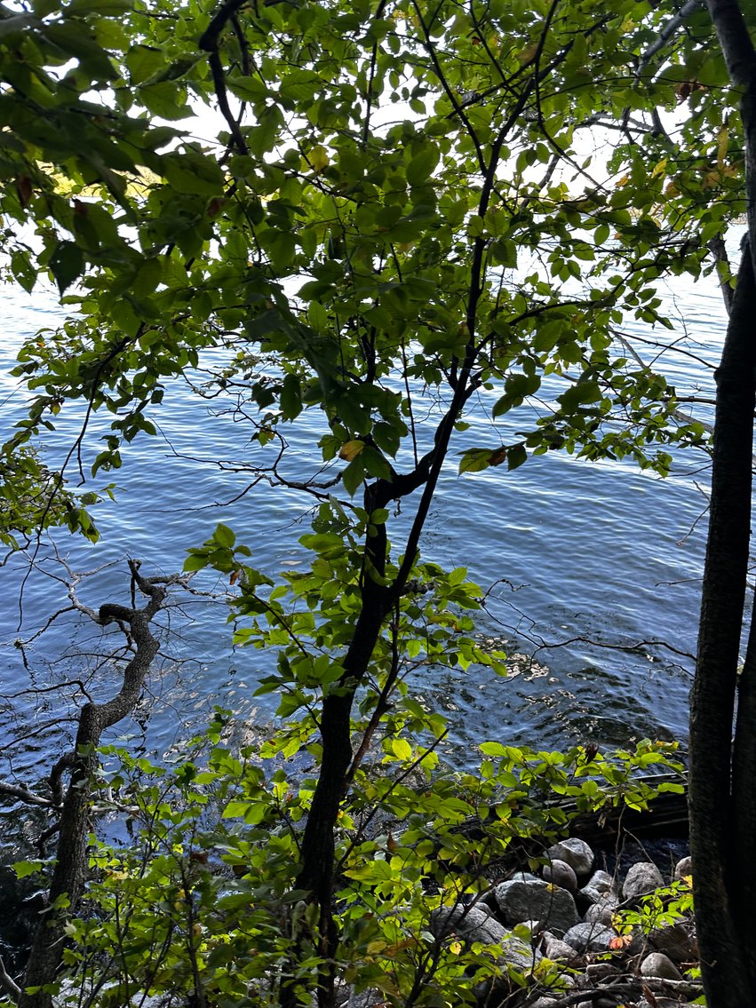 Image for Pope County - Goose Lake - Hunting/Lakeshore Land Auction