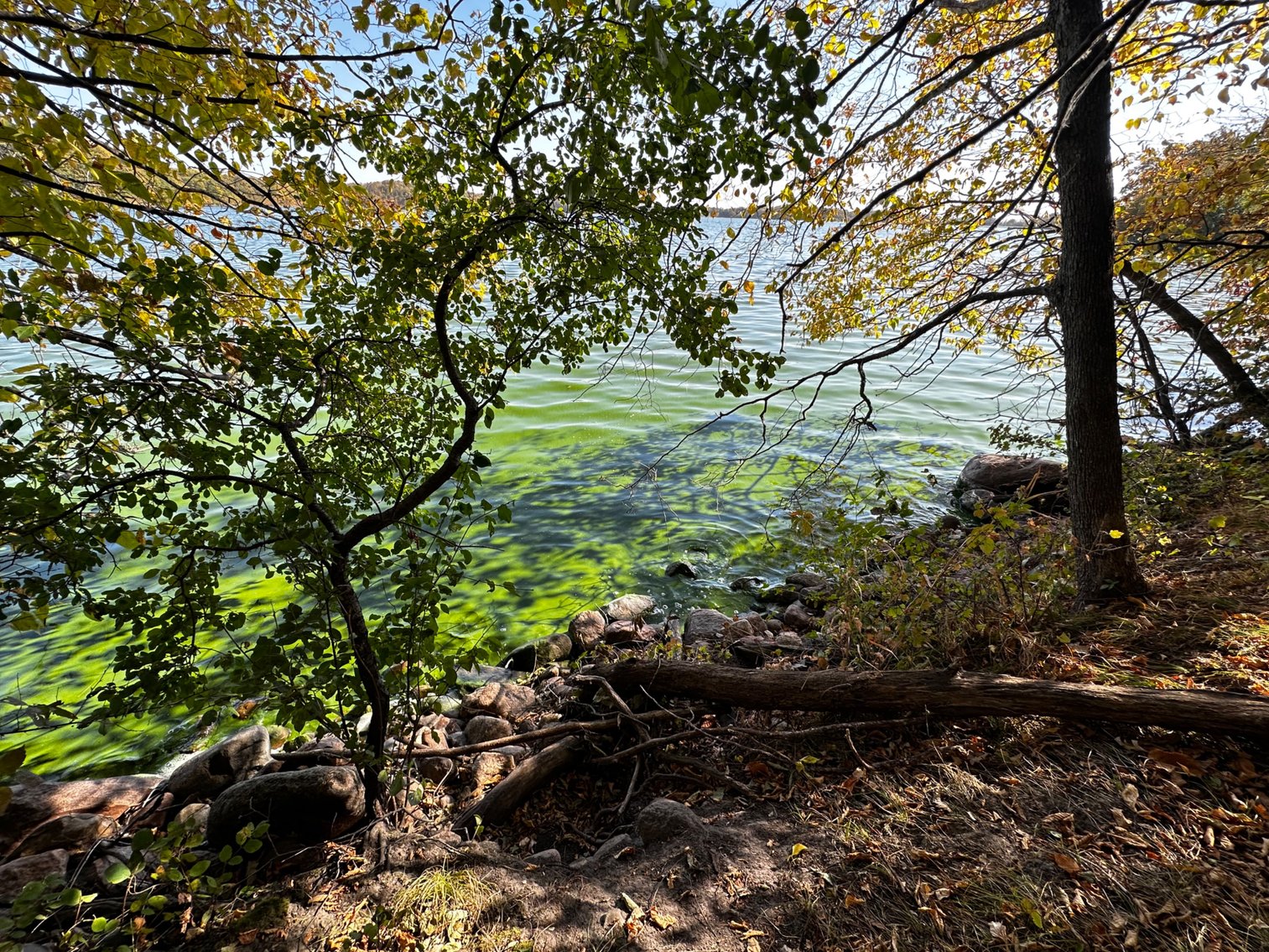 Image for Pope County - Goose Lake - Hunting/Lakeshore Land Auction