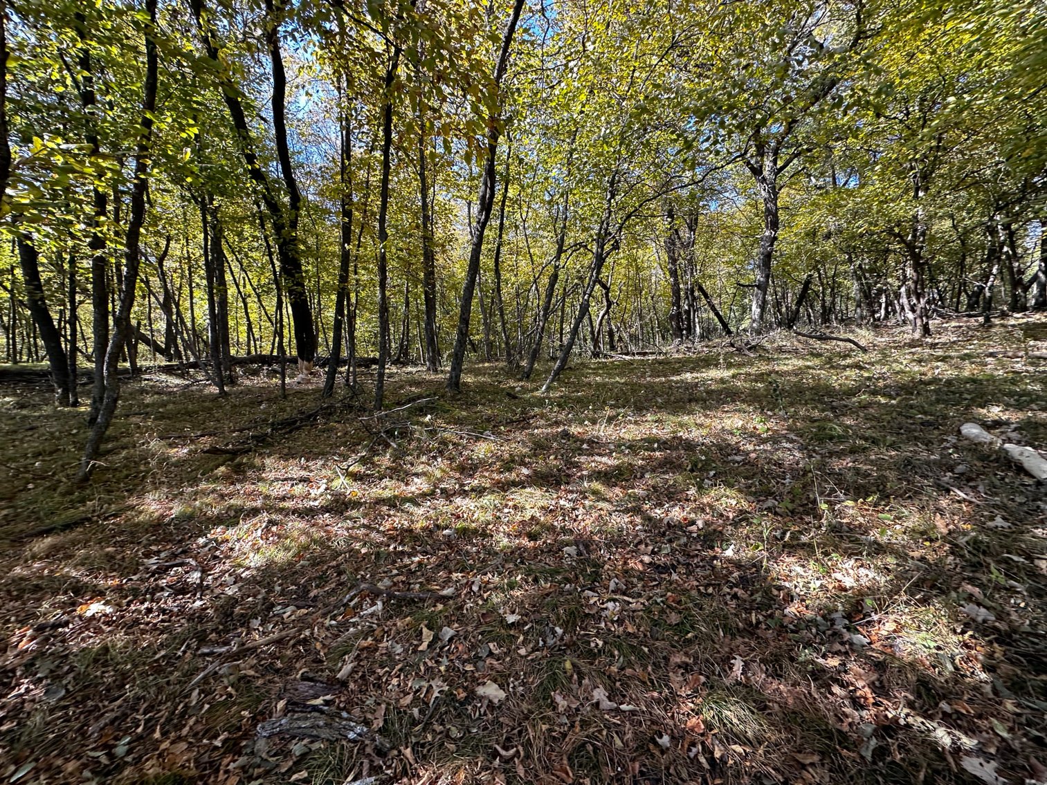 Image for Pope County - Goose Lake - Hunting/Lakeshore Land Auction