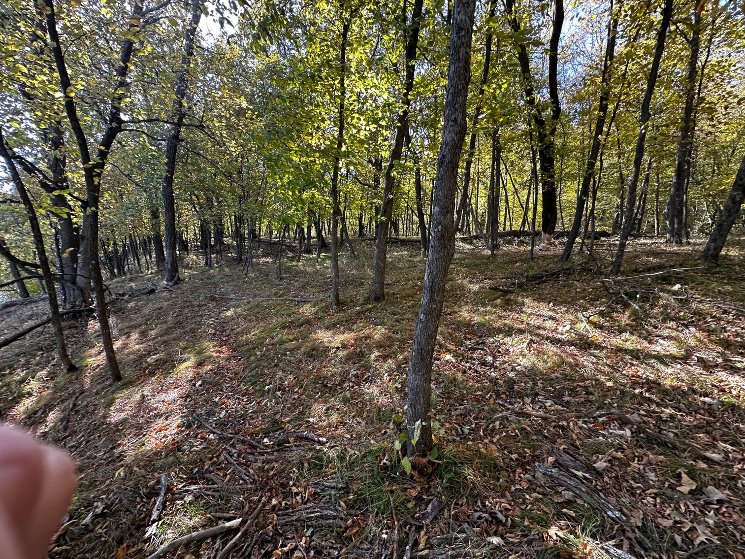 Image for Pope County - Goose Lake - Hunting/Lakeshore Land Auction